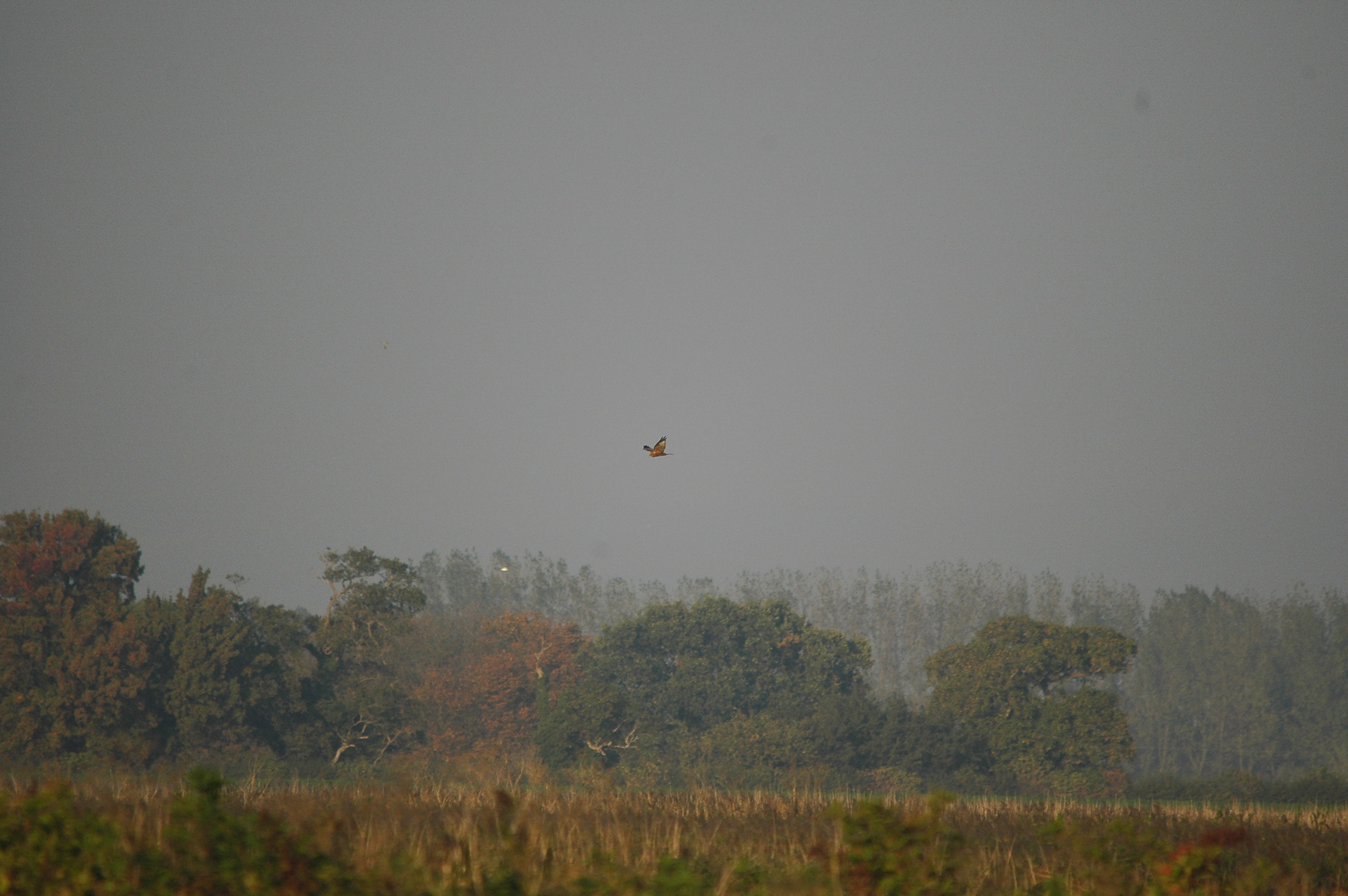 photos/wildlife/Bird_Species/032-Hawks-Eagles-Harriers-Falcons/0688-Western_Marsh-Harrier/DSC_3549.JPG