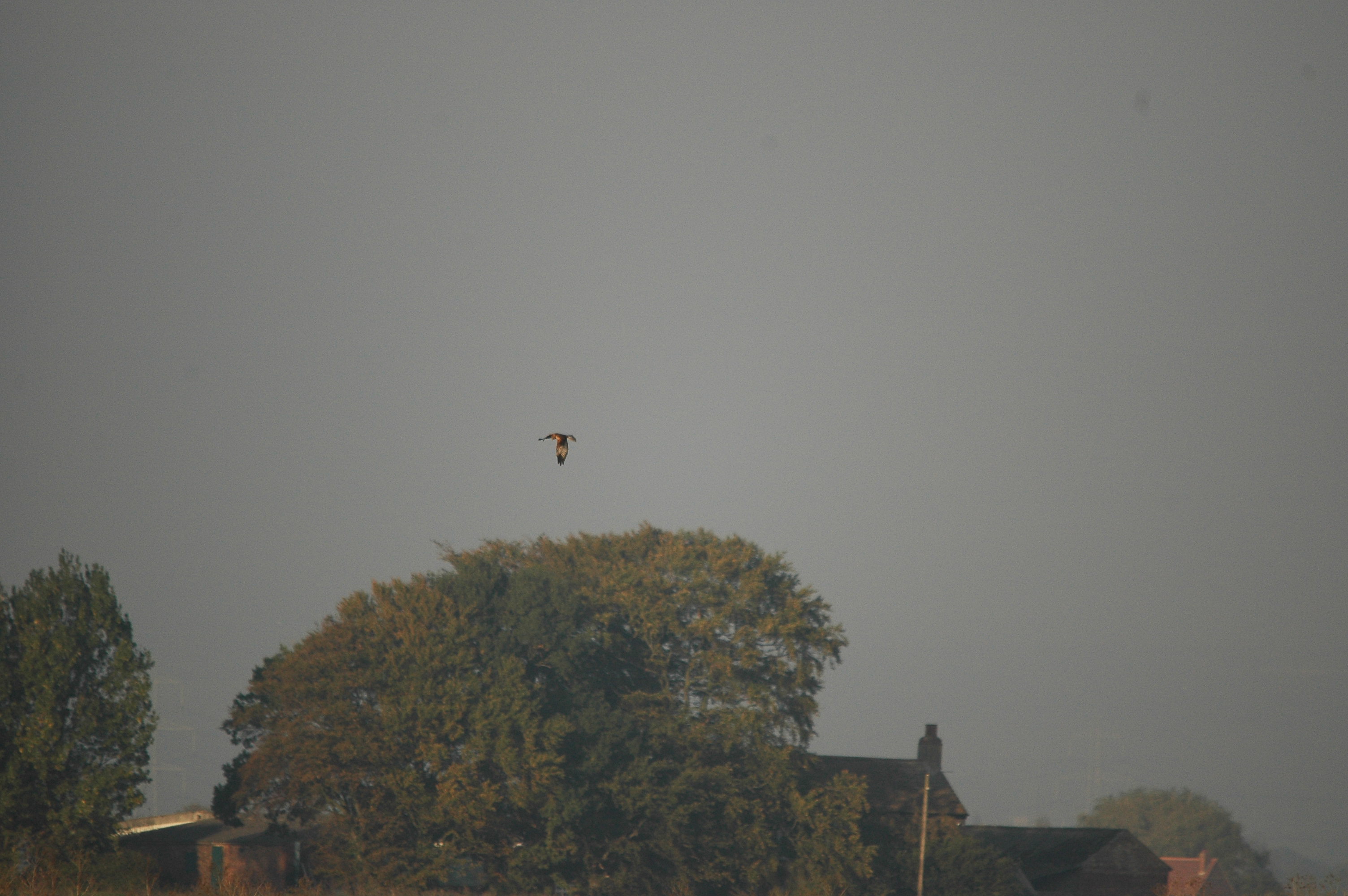 photos/wildlife/Bird_Species/032-Hawks-Eagles-Harriers-Falcons/0688-Western_Marsh-Harrier/DSC_3550.JPG