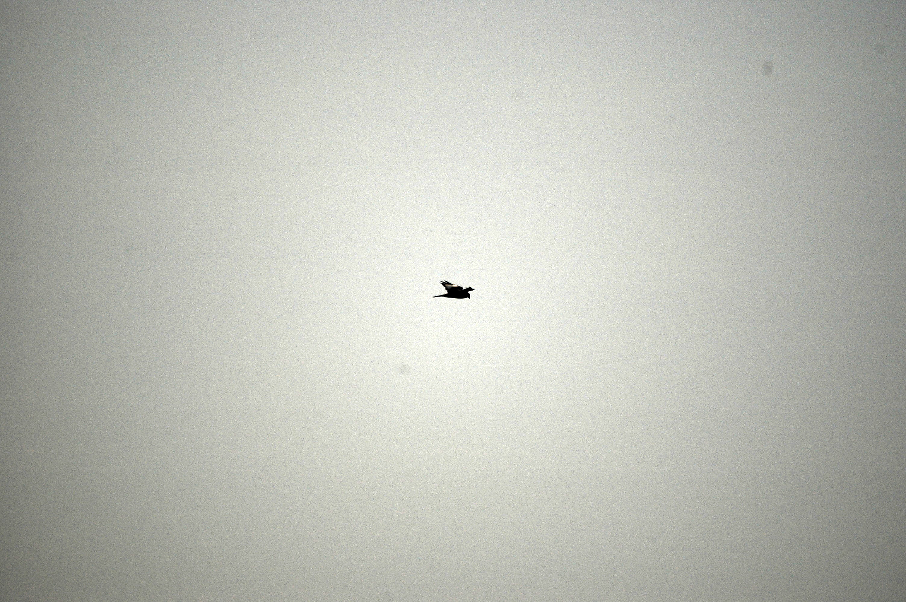 photos/wildlife/Bird_Species/032-Hawks-Eagles-Harriers-Falcons/0688-Western_Marsh-Harrier/DSC_3552.JPG