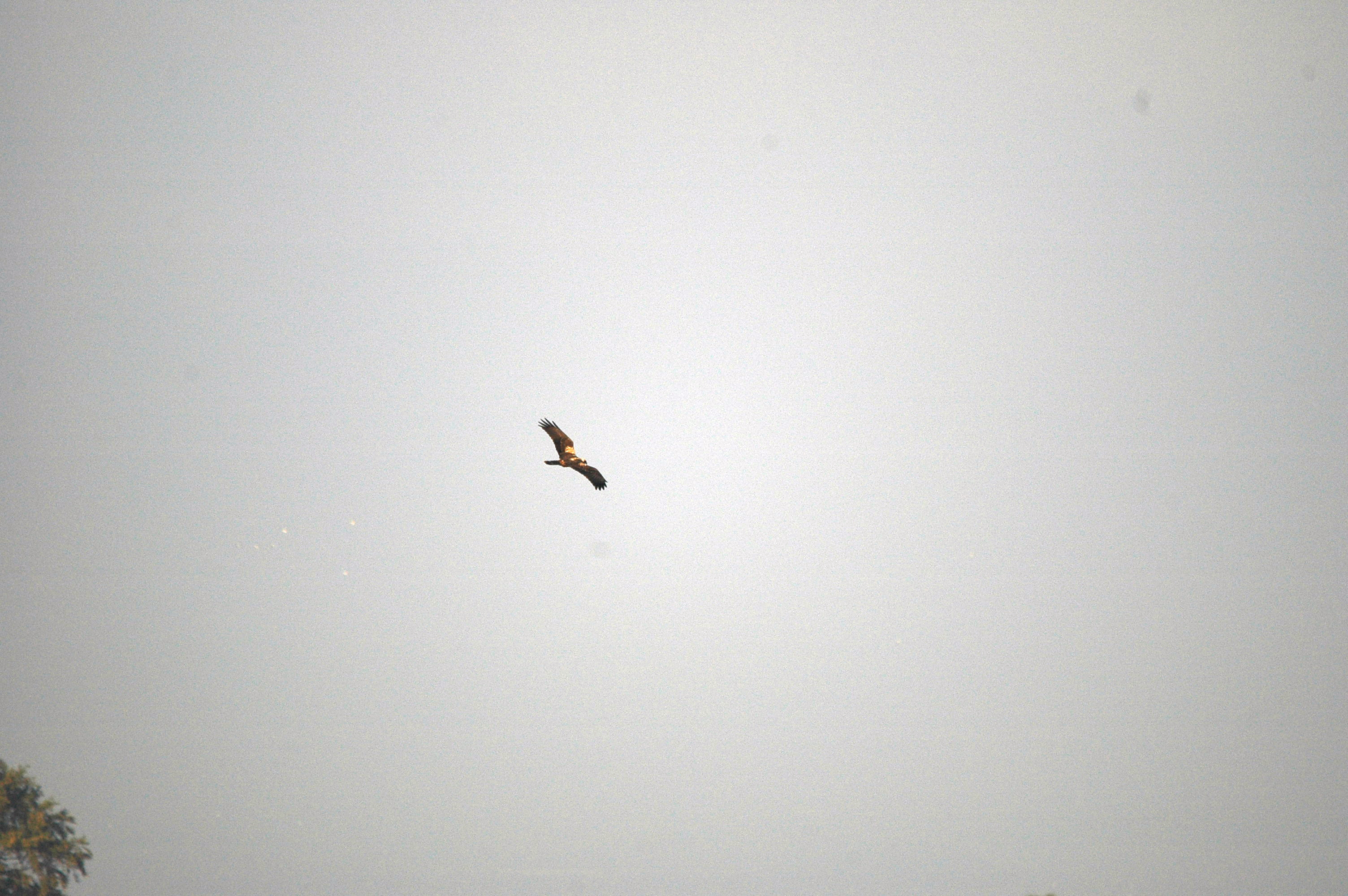 photos/wildlife/Bird_Species/032-Hawks-Eagles-Harriers-Falcons/0688-Western_Marsh-Harrier/DSC_3553.JPG