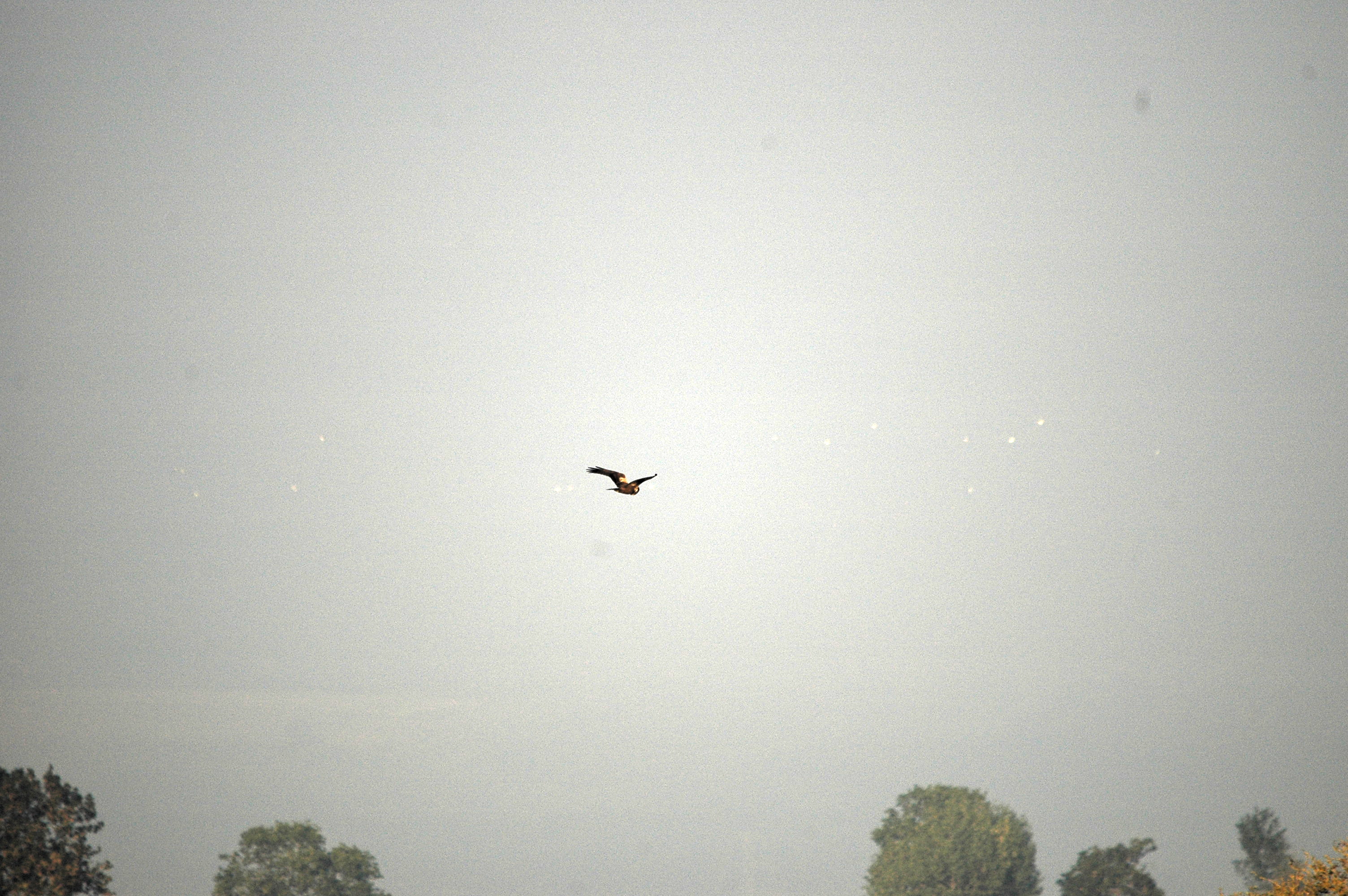 photos/wildlife/Bird_Species/032-Hawks-Eagles-Harriers-Falcons/0688-Western_Marsh-Harrier/DSC_3554.JPG