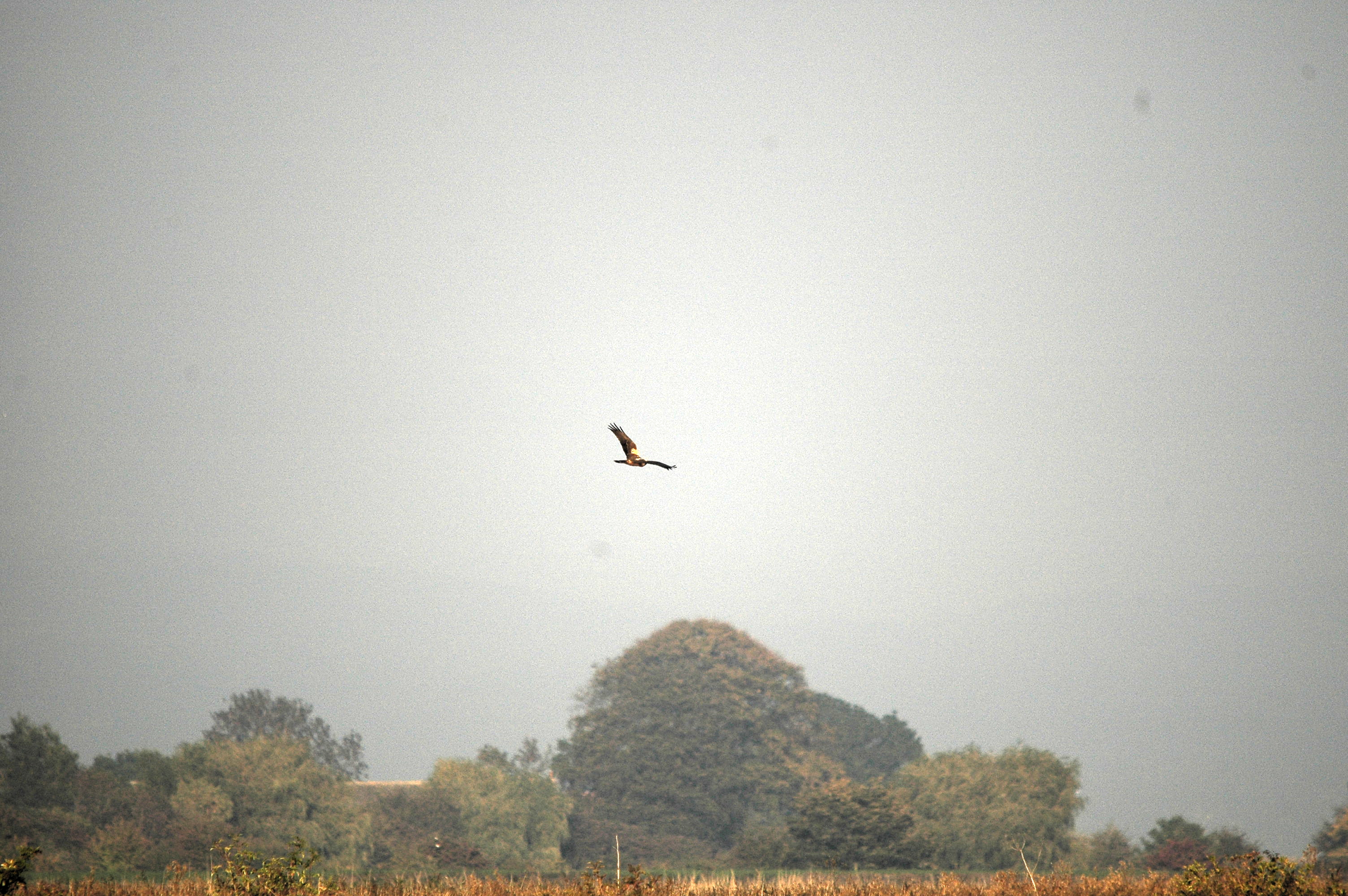 photos/wildlife/Bird_Species/032-Hawks-Eagles-Harriers-Falcons/0688-Western_Marsh-Harrier/DSC_3555.JPG