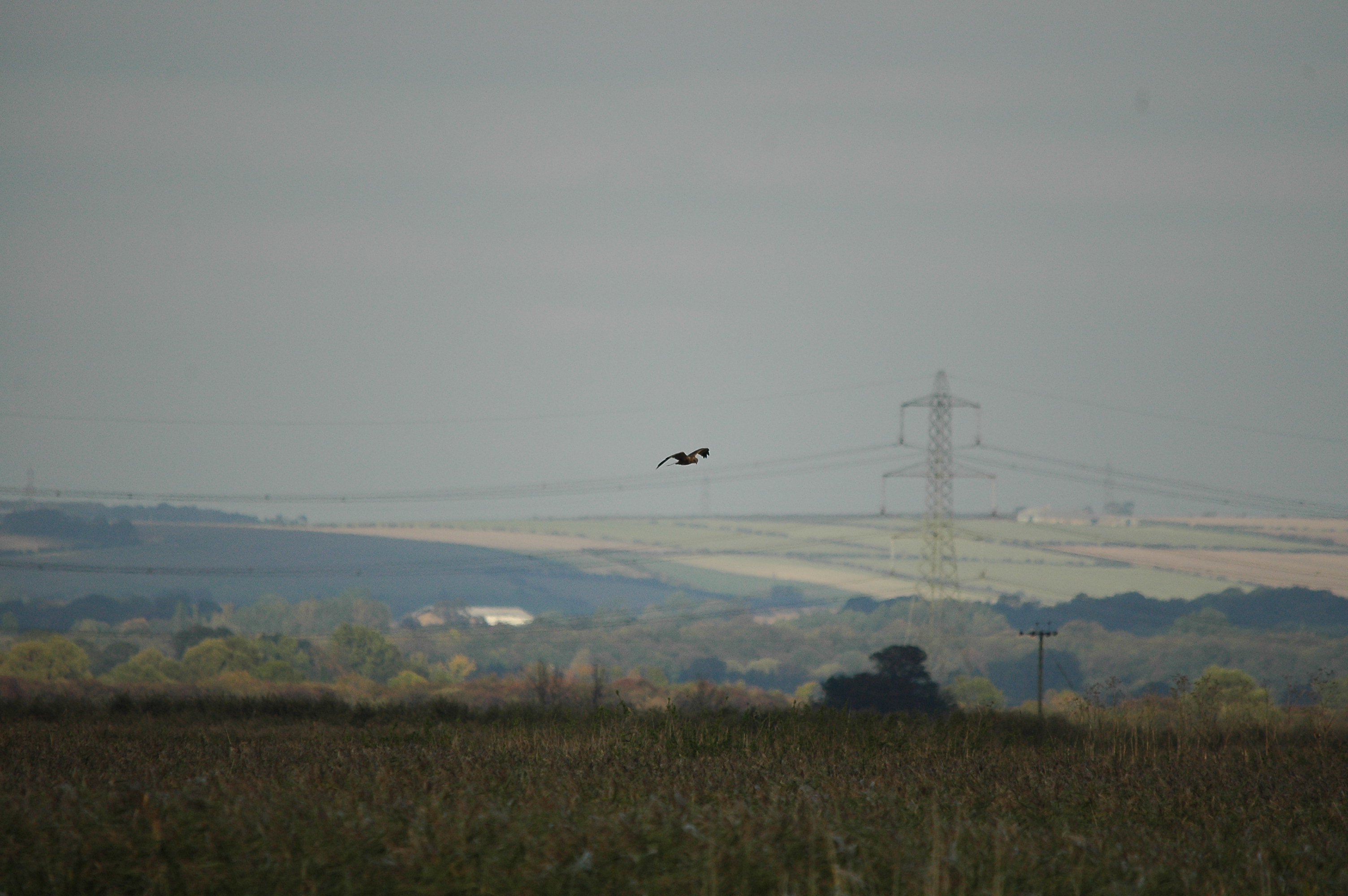 photos/wildlife/Bird_Species/032-Hawks-Eagles-Harriers-Falcons/0688-Western_Marsh-Harrier/DSC_3638.JPG