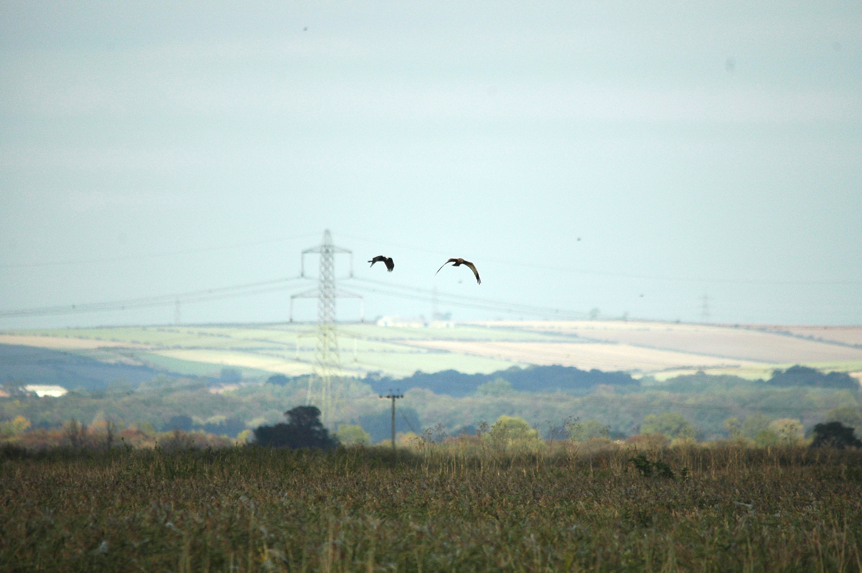 photos/wildlife/Bird_Species/032-Hawks-Eagles-Harriers-Falcons/0688-Western_Marsh-Harrier/DSC_3639.JPG