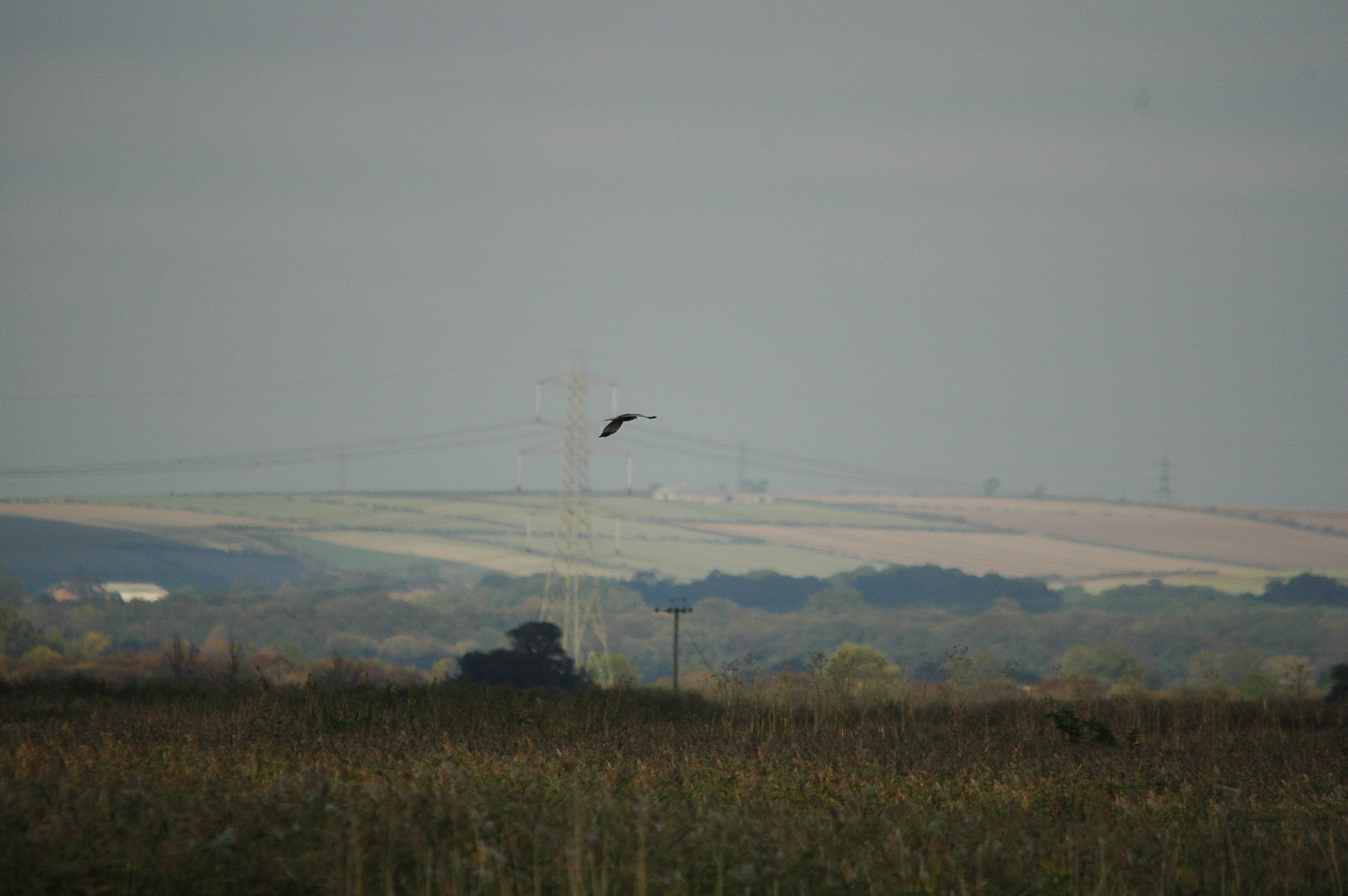 photos/wildlife/Bird_Species/032-Hawks-Eagles-Harriers-Falcons/0688-Western_Marsh-Harrier/DSC_3640.JPG