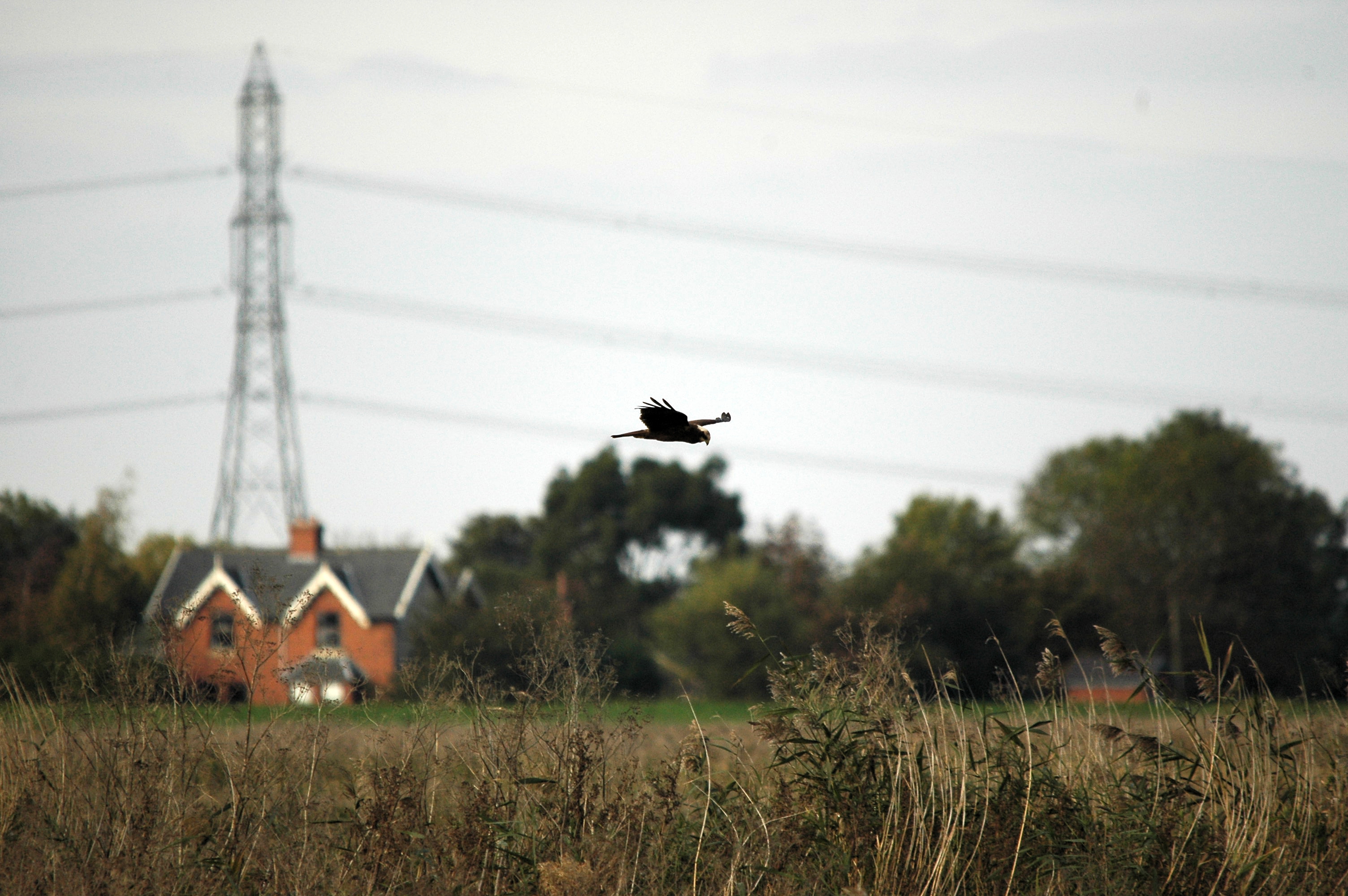 photos/wildlife/Bird_Species/032-Hawks-Eagles-Harriers-Falcons/0688-Western_Marsh-Harrier/DSC_3642.JPG