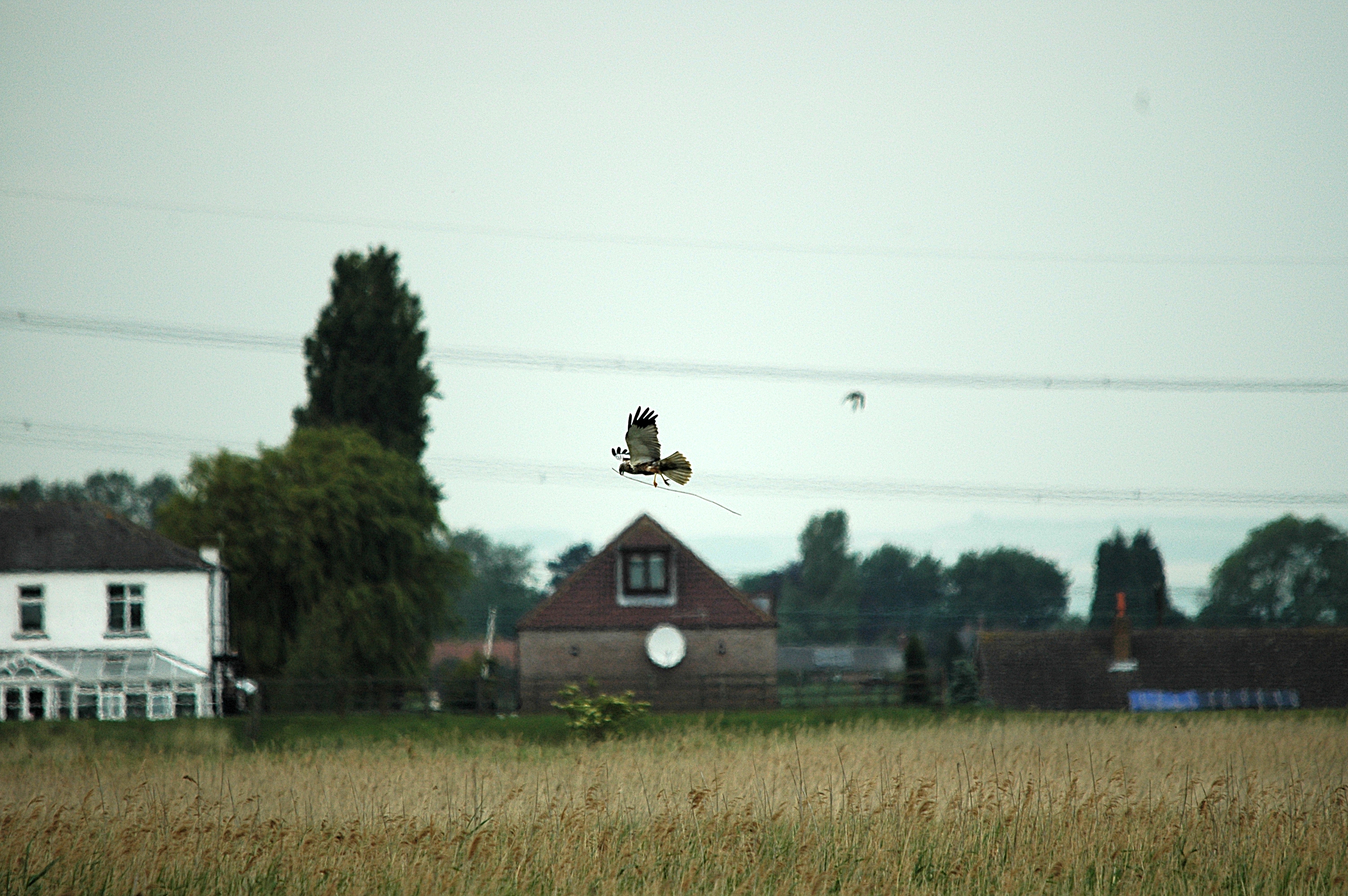 photos/wildlife/Bird_Species/032-Hawks-Eagles-Harriers-Falcons/0688-Western_Marsh-Harrier/DSC_5980.JPG