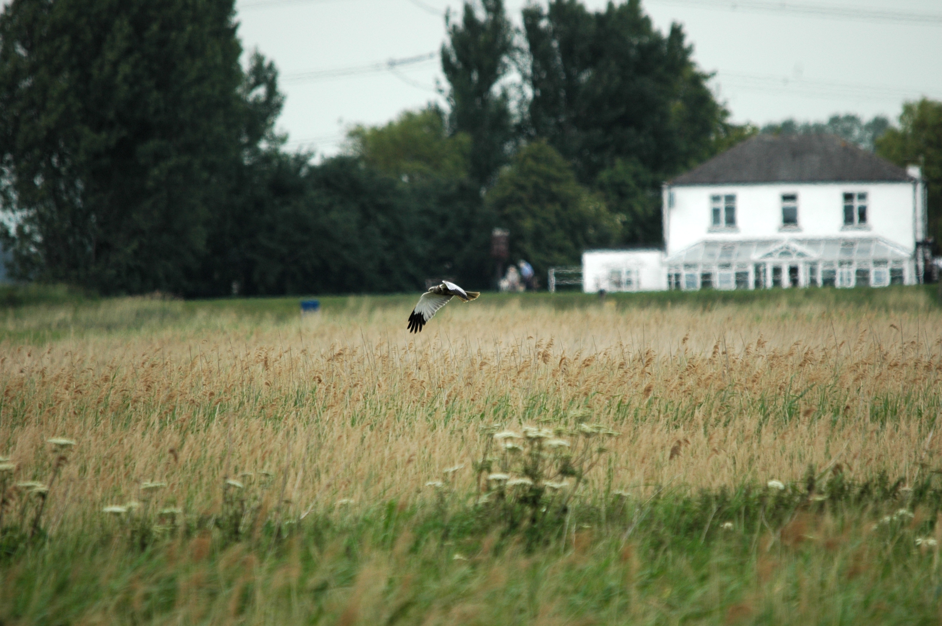 photos/wildlife/Bird_Species/032-Hawks-Eagles-Harriers-Falcons/0688-Western_Marsh-Harrier/DSC_5982.JPG