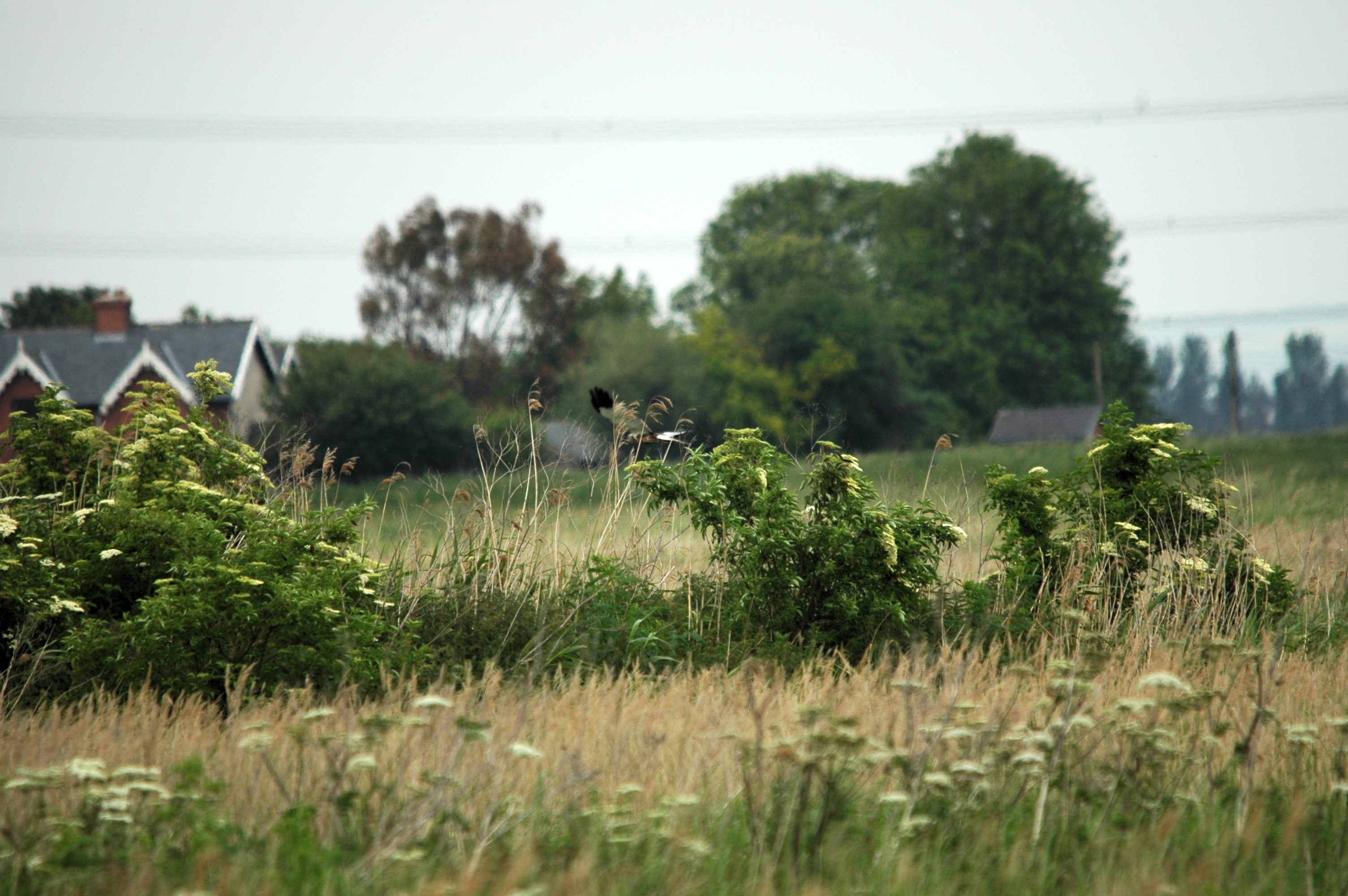 photos/wildlife/Bird_Species/032-Hawks-Eagles-Harriers-Falcons/0688-Western_Marsh-Harrier/DSC_5984.JPG