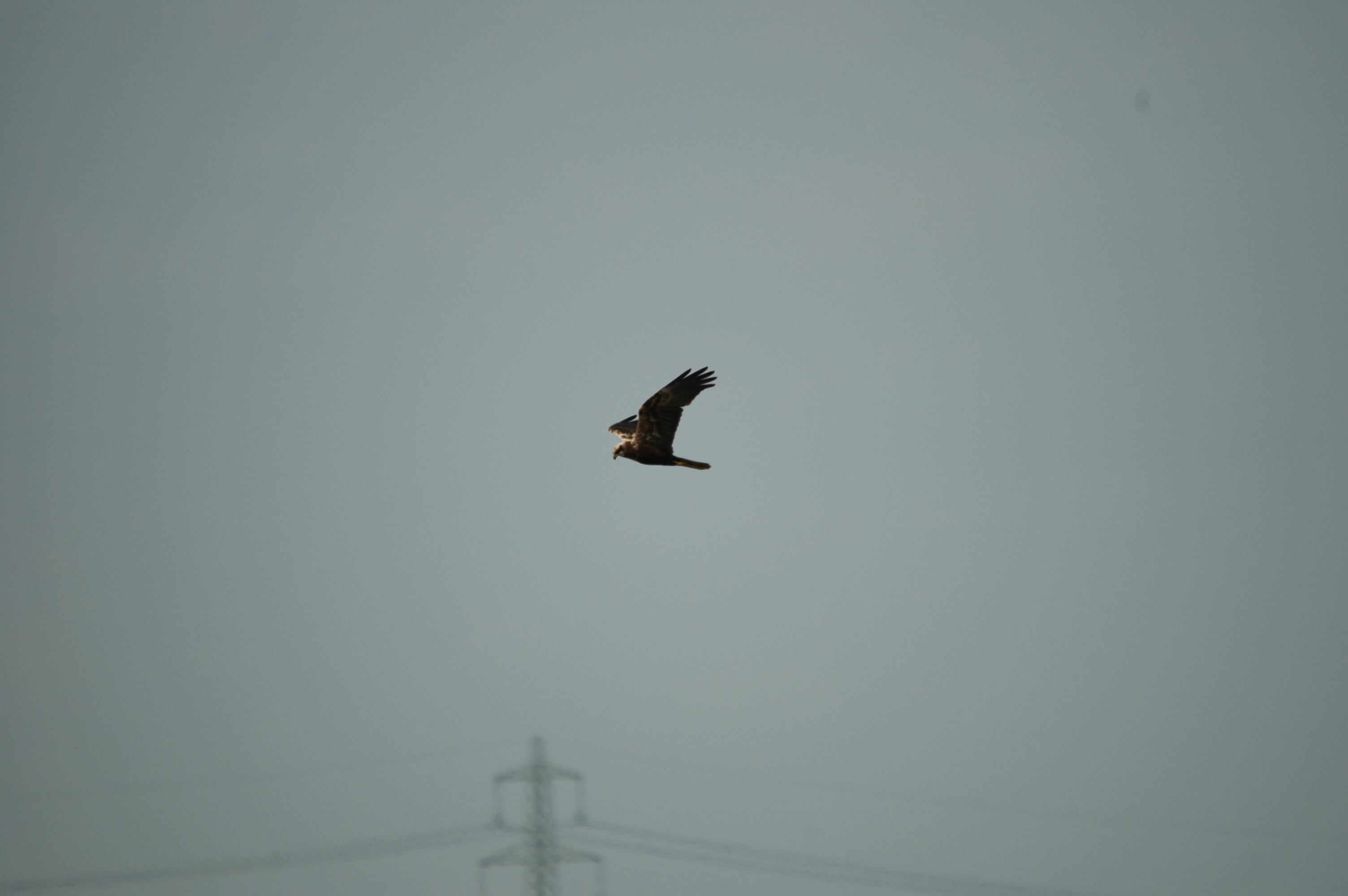 photos/wildlife/Bird_Species/032-Hawks-Eagles-Harriers-Falcons/0688-Western_Marsh-Harrier/DSC_6007.JPG