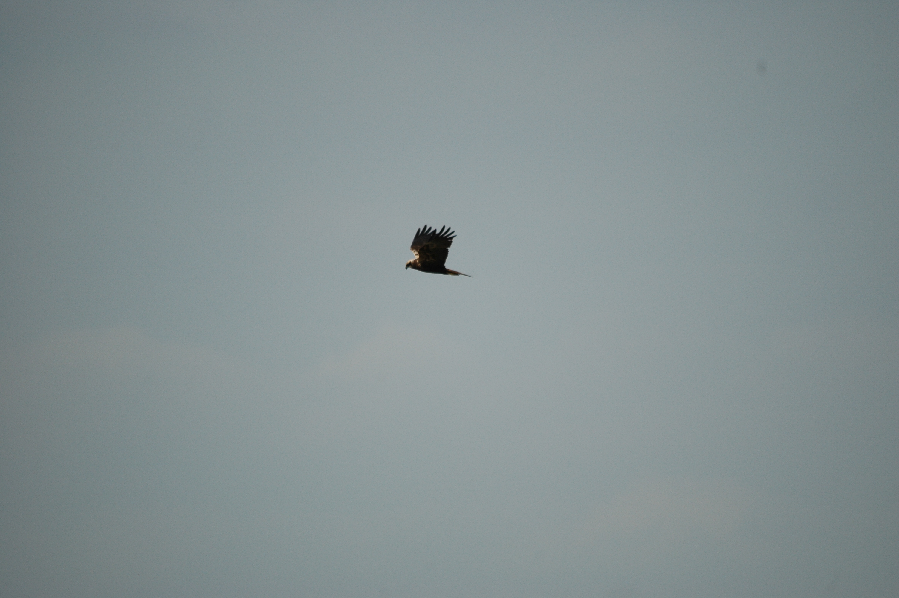 photos/wildlife/Bird_Species/032-Hawks-Eagles-Harriers-Falcons/0688-Western_Marsh-Harrier/DSC_6009.JPG