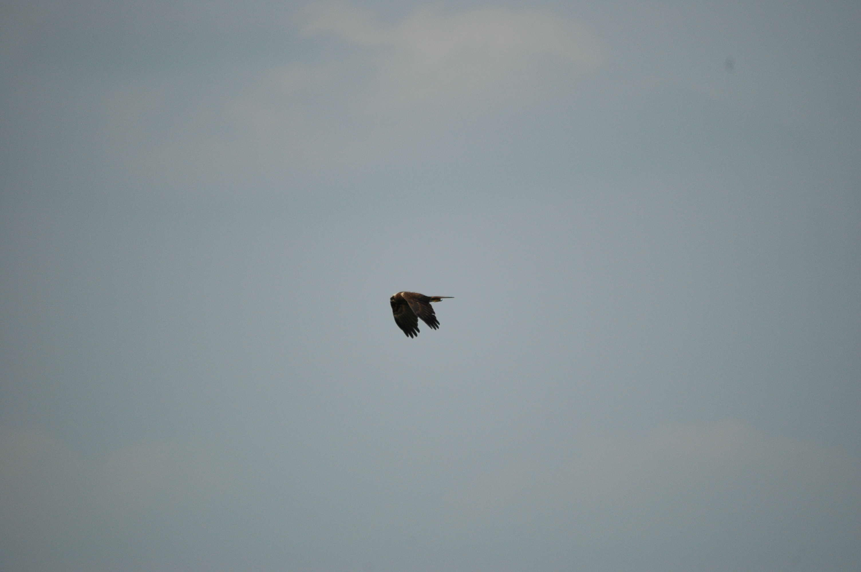 photos/wildlife/Bird_Species/032-Hawks-Eagles-Harriers-Falcons/0688-Western_Marsh-Harrier/DSC_6010.JPG