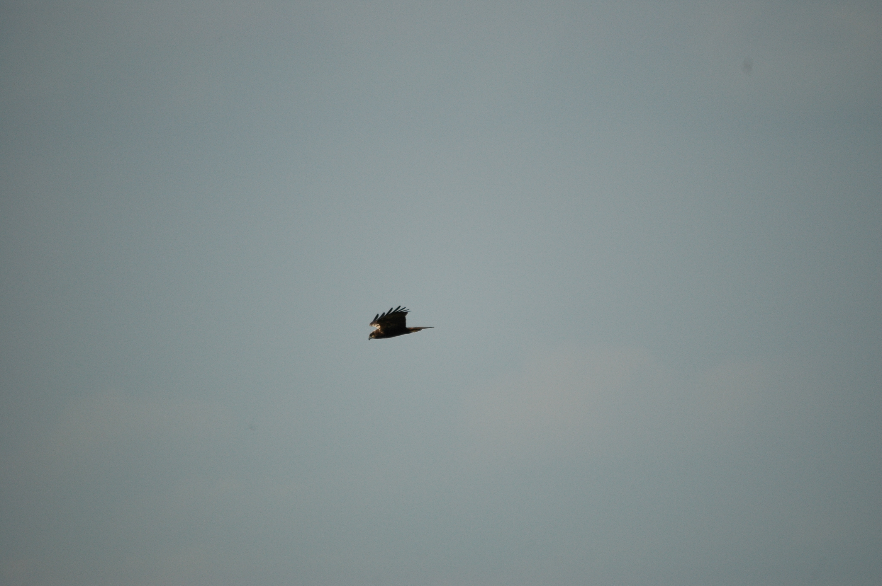 photos/wildlife/Bird_Species/032-Hawks-Eagles-Harriers-Falcons/0688-Western_Marsh-Harrier/DSC_6011.JPG