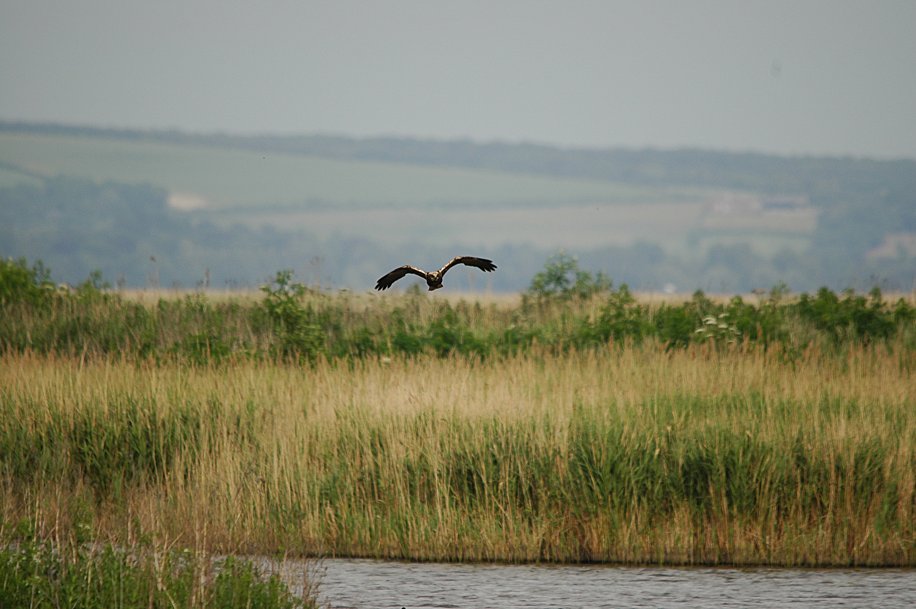 photos/wildlife/Bird_Species/032-Hawks-Eagles-Harriers-Falcons/0688-Western_Marsh-Harrier/DSC_6013.JPG