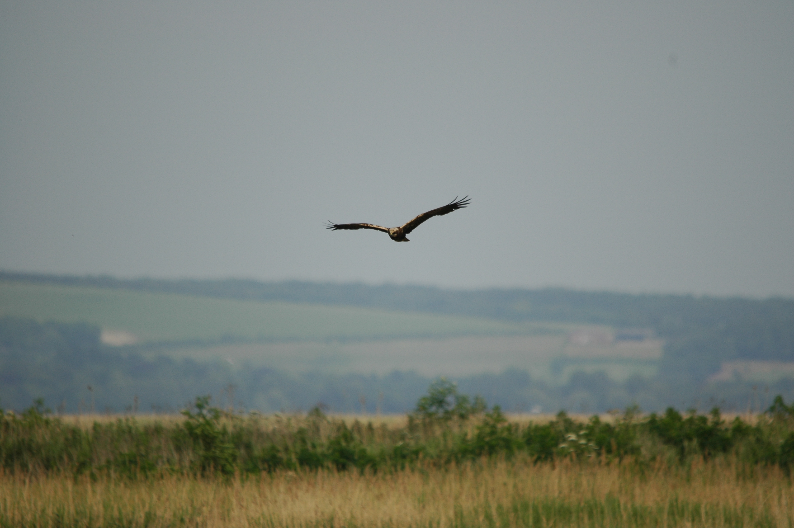 photos/wildlife/Bird_Species/032-Hawks-Eagles-Harriers-Falcons/0688-Western_Marsh-Harrier/DSC_6015.JPG