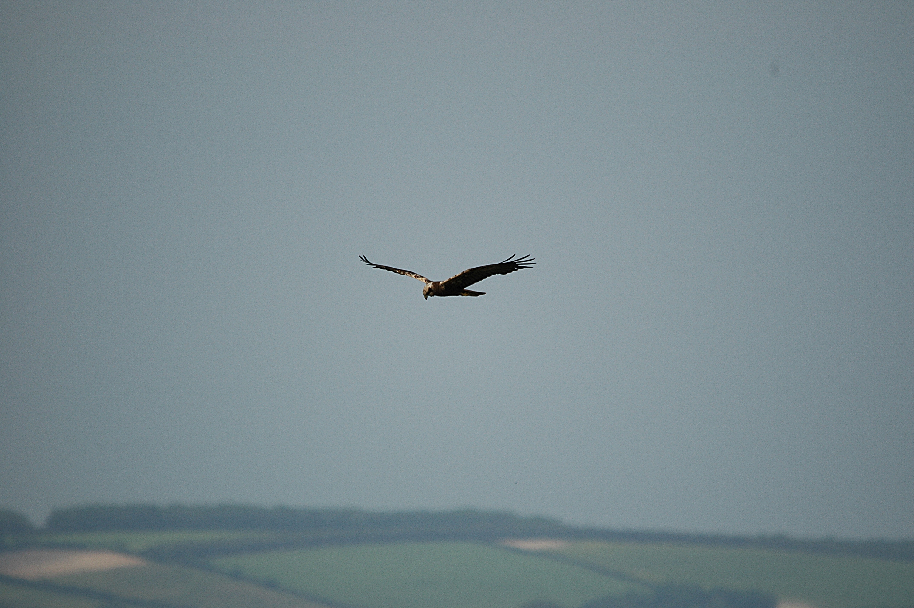 photos/wildlife/Bird_Species/032-Hawks-Eagles-Harriers-Falcons/0688-Western_Marsh-Harrier/DSC_6017.JPG