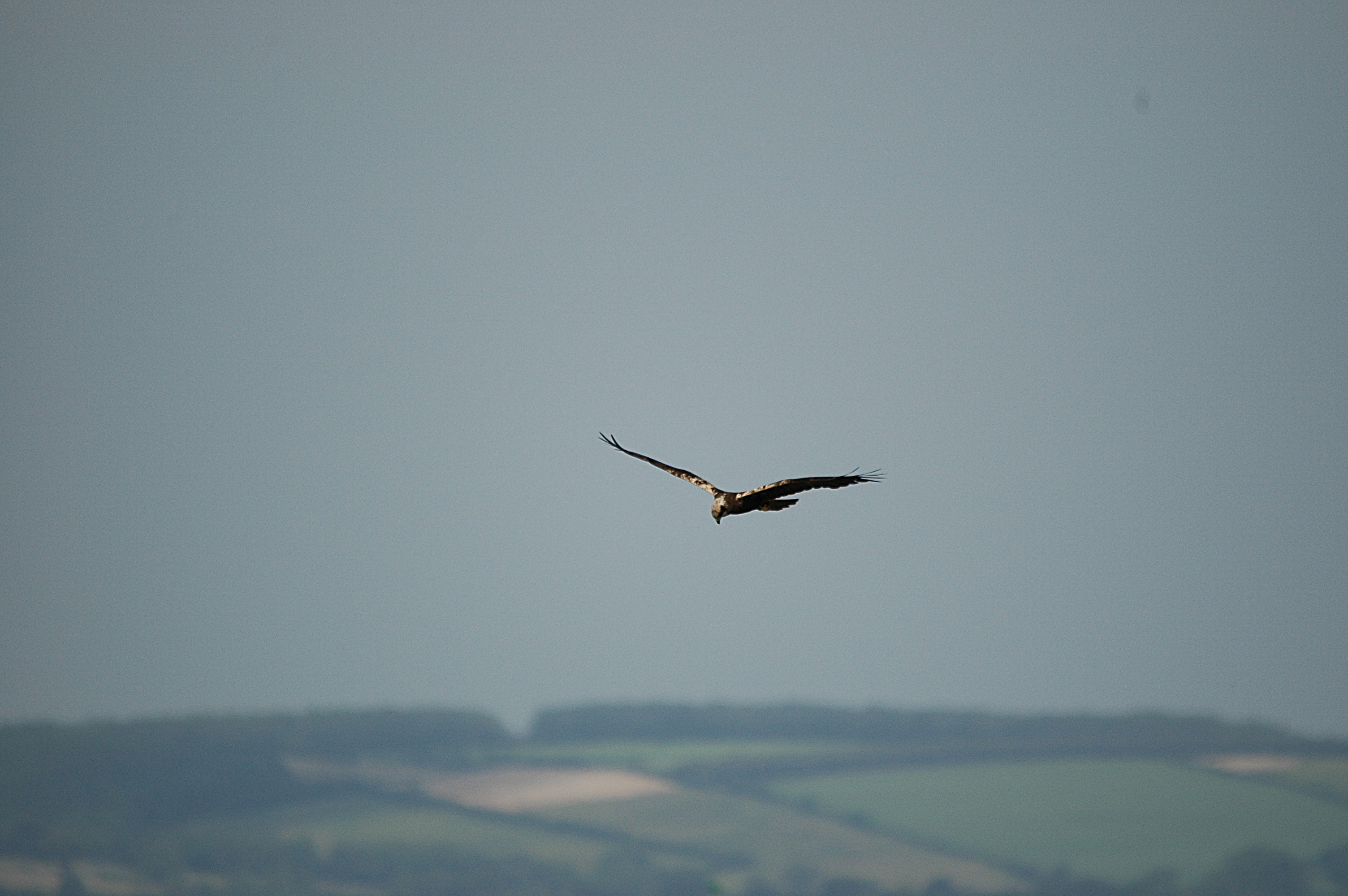 photos/wildlife/Bird_Species/032-Hawks-Eagles-Harriers-Falcons/0688-Western_Marsh-Harrier/DSC_6018.JPG