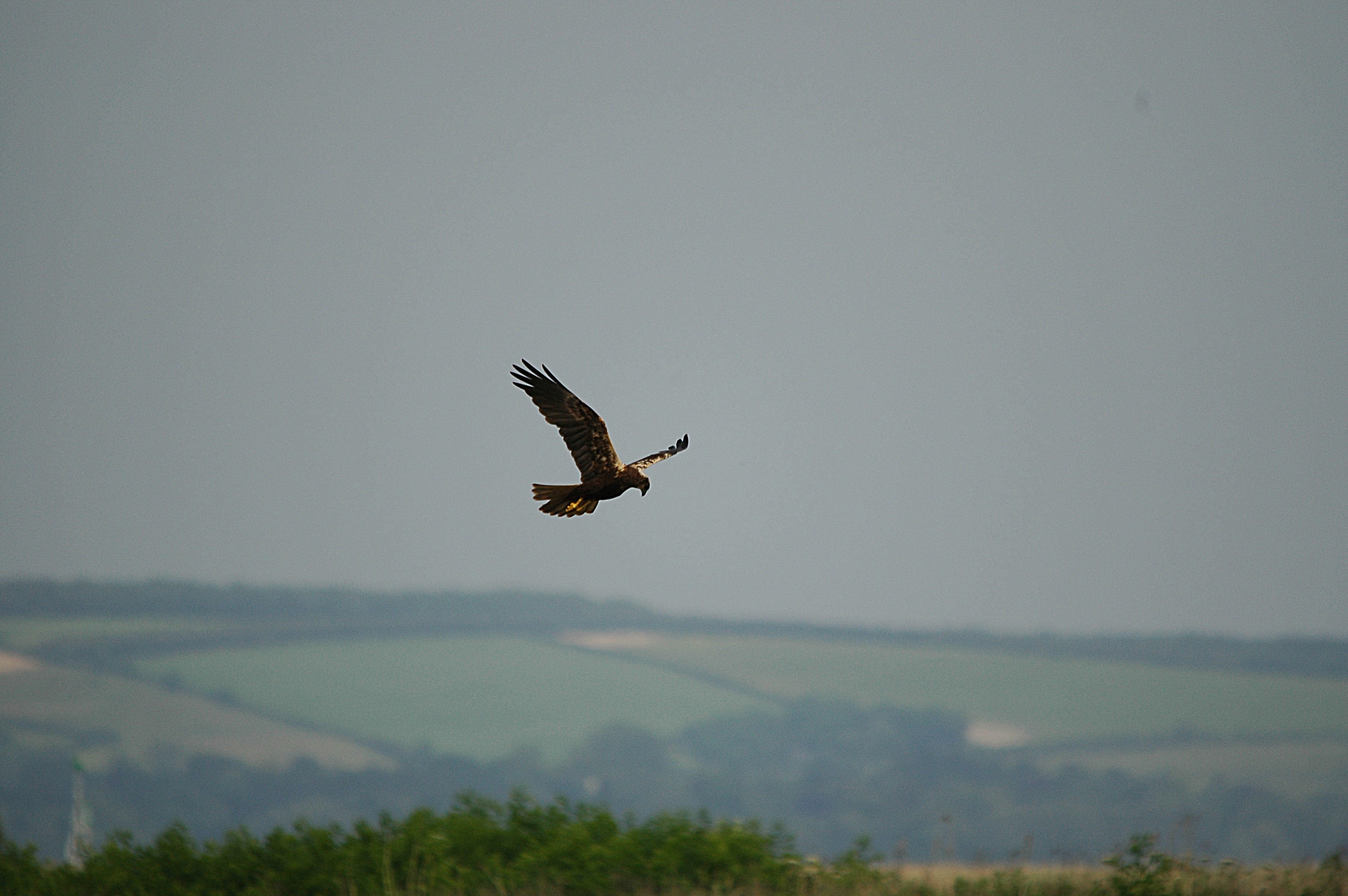 photos/wildlife/Bird_Species/032-Hawks-Eagles-Harriers-Falcons/0688-Western_Marsh-Harrier/DSC_6019.JPG