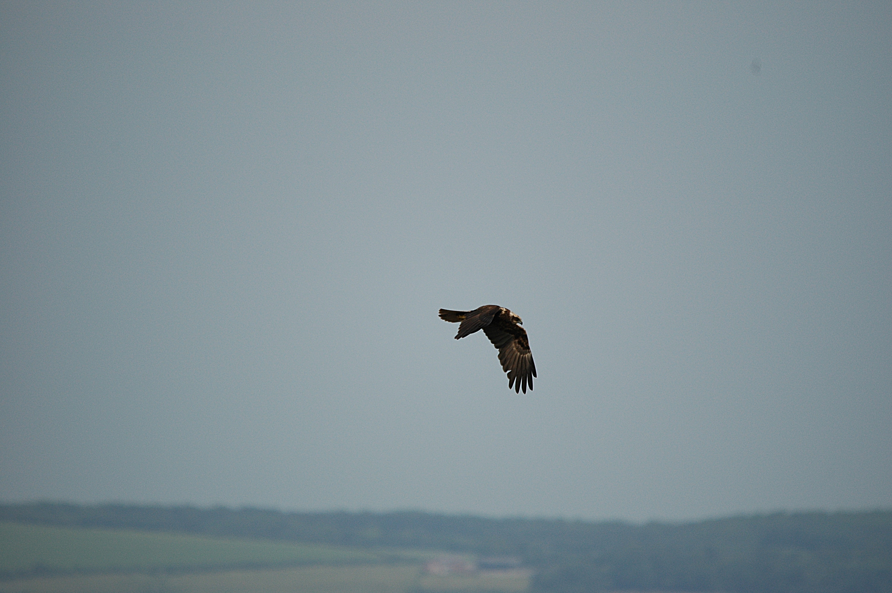 photos/wildlife/Bird_Species/032-Hawks-Eagles-Harriers-Falcons/0688-Western_Marsh-Harrier/DSC_6020.JPG