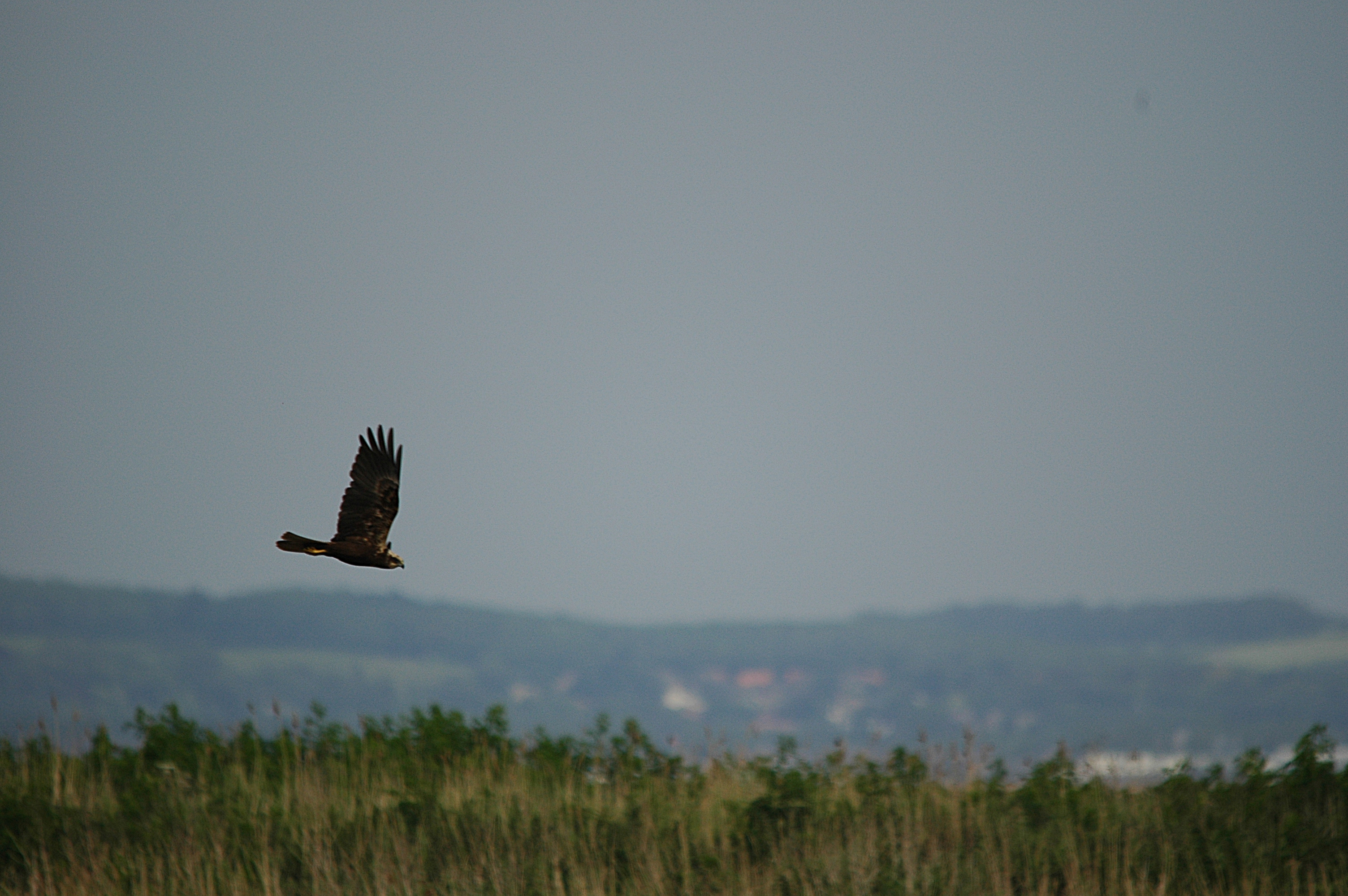 photos/wildlife/Bird_Species/032-Hawks-Eagles-Harriers-Falcons/0688-Western_Marsh-Harrier/DSC_6021.JPG