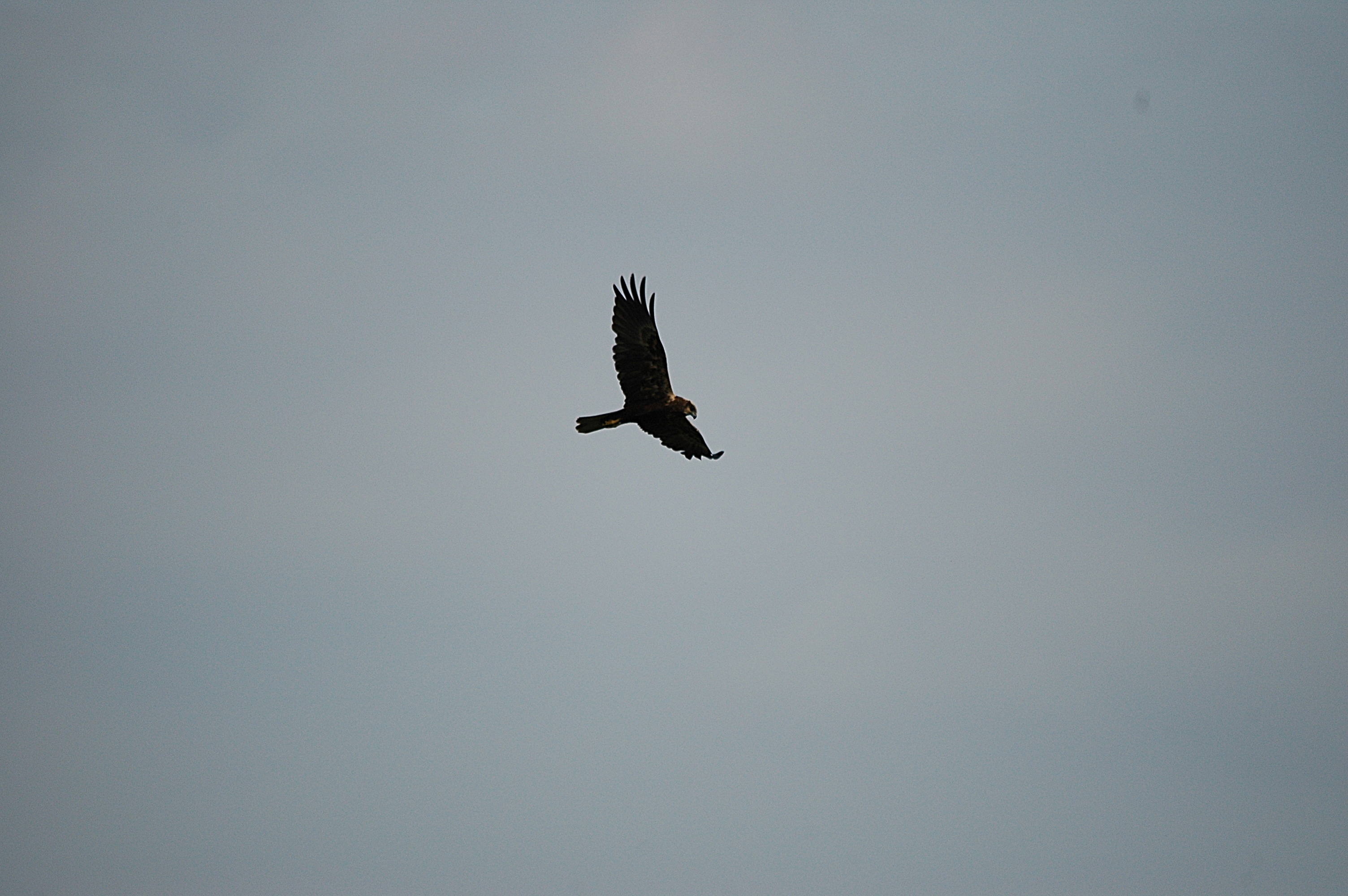 photos/wildlife/Bird_Species/032-Hawks-Eagles-Harriers-Falcons/0688-Western_Marsh-Harrier/DSC_6022.JPG
