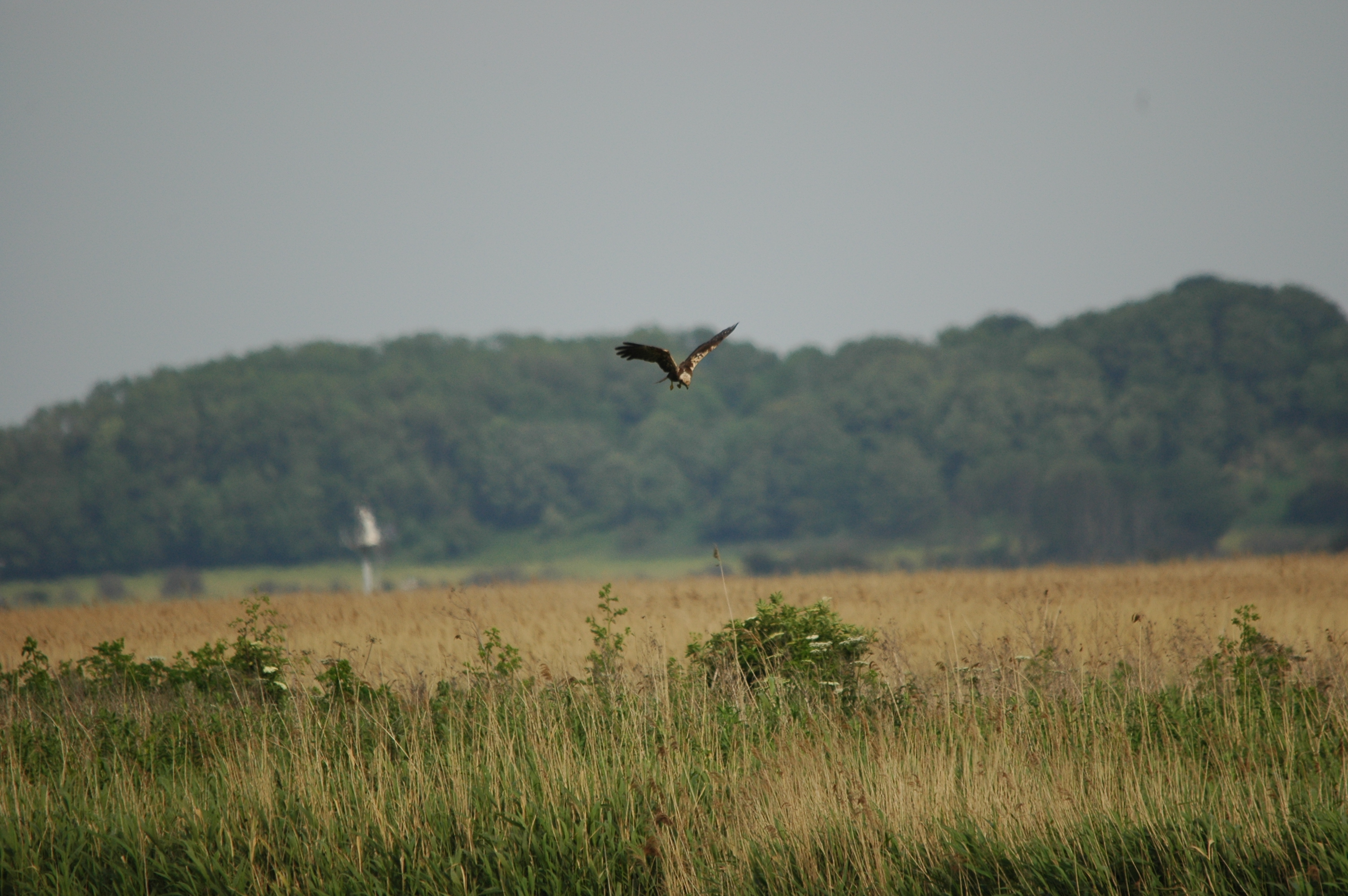 photos/wildlife/Bird_Species/032-Hawks-Eagles-Harriers-Falcons/0688-Western_Marsh-Harrier/DSC_6026.JPG