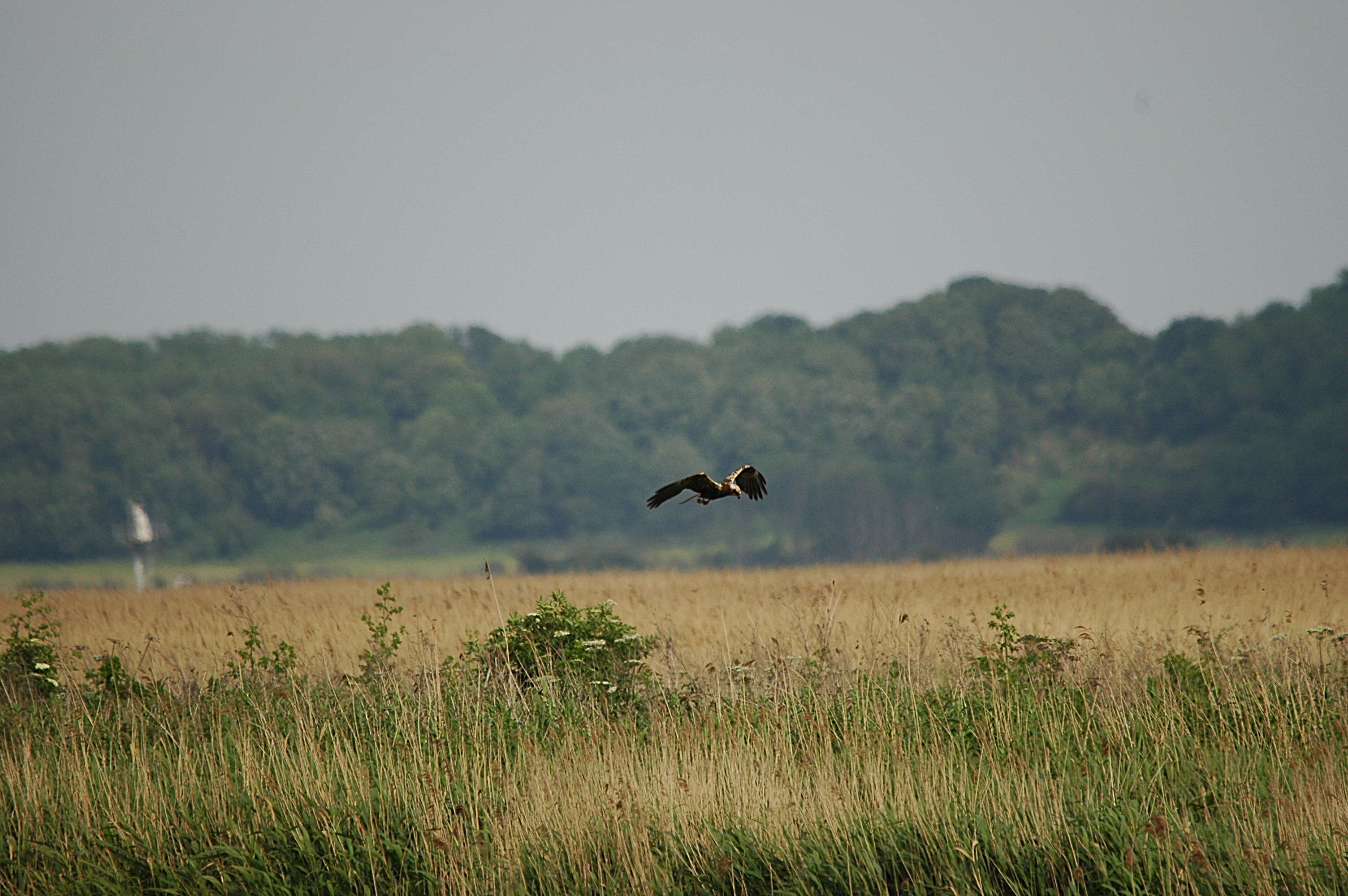 photos/wildlife/Bird_Species/032-Hawks-Eagles-Harriers-Falcons/0688-Western_Marsh-Harrier/DSC_6028.JPG