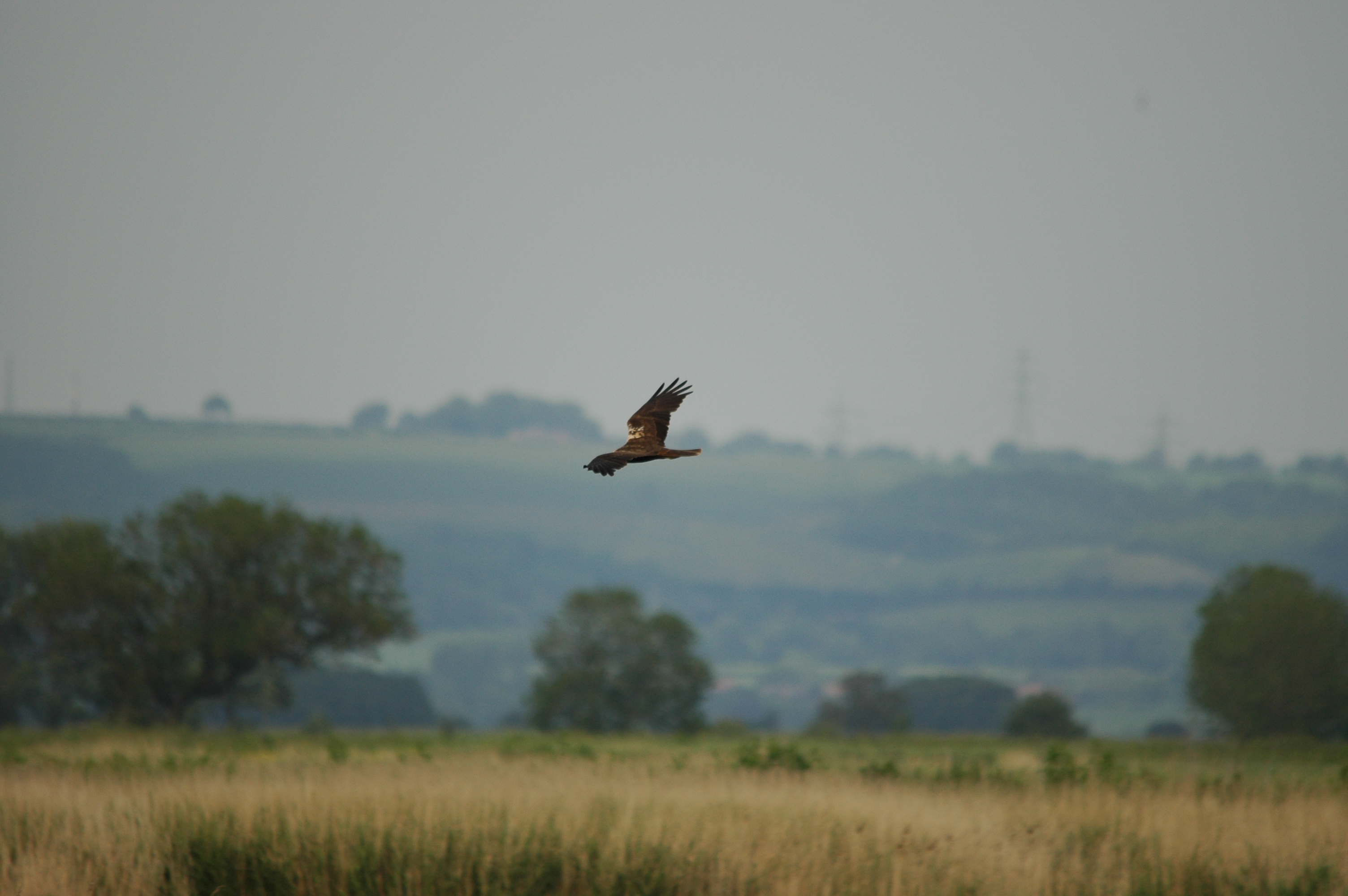 photos/wildlife/Bird_Species/032-Hawks-Eagles-Harriers-Falcons/0688-Western_Marsh-Harrier/DSC_6034.JPG