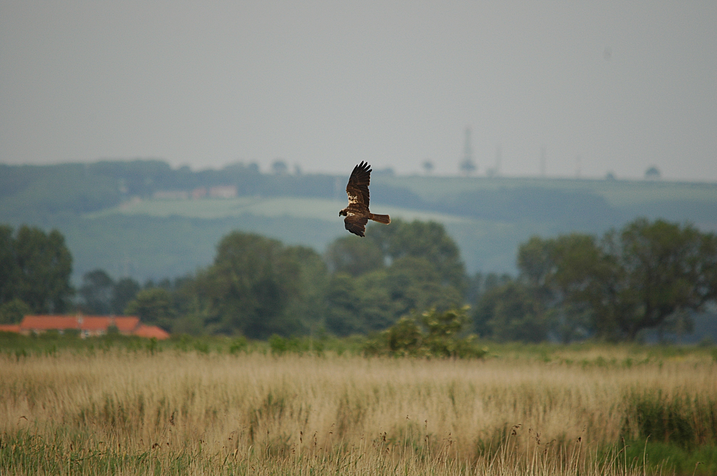 photos/wildlife/Bird_Species/032-Hawks-Eagles-Harriers-Falcons/0688-Western_Marsh-Harrier/DSC_6035.JPG