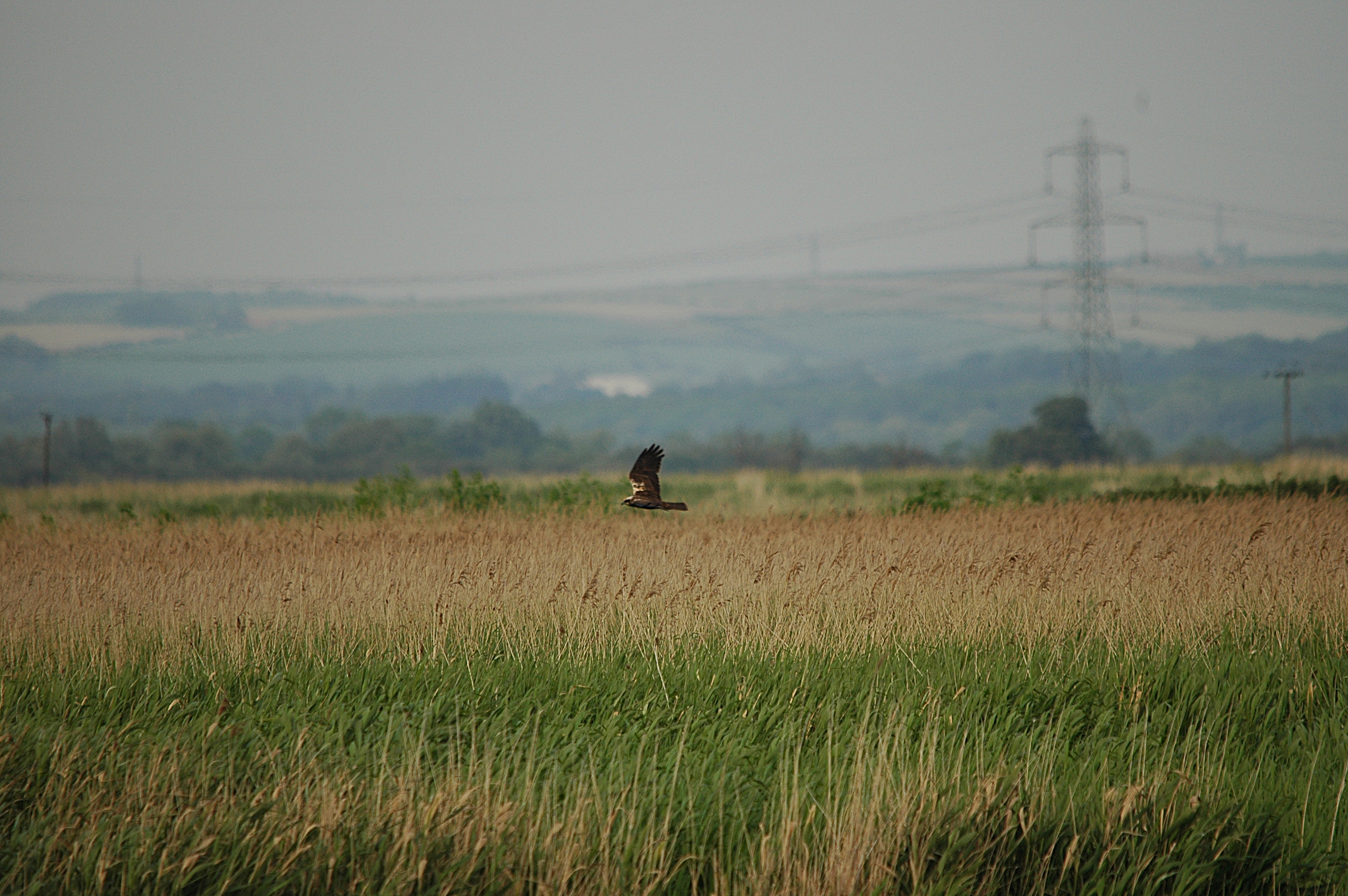photos/wildlife/Bird_Species/032-Hawks-Eagles-Harriers-Falcons/0688-Western_Marsh-Harrier/DSC_6039.JPG
