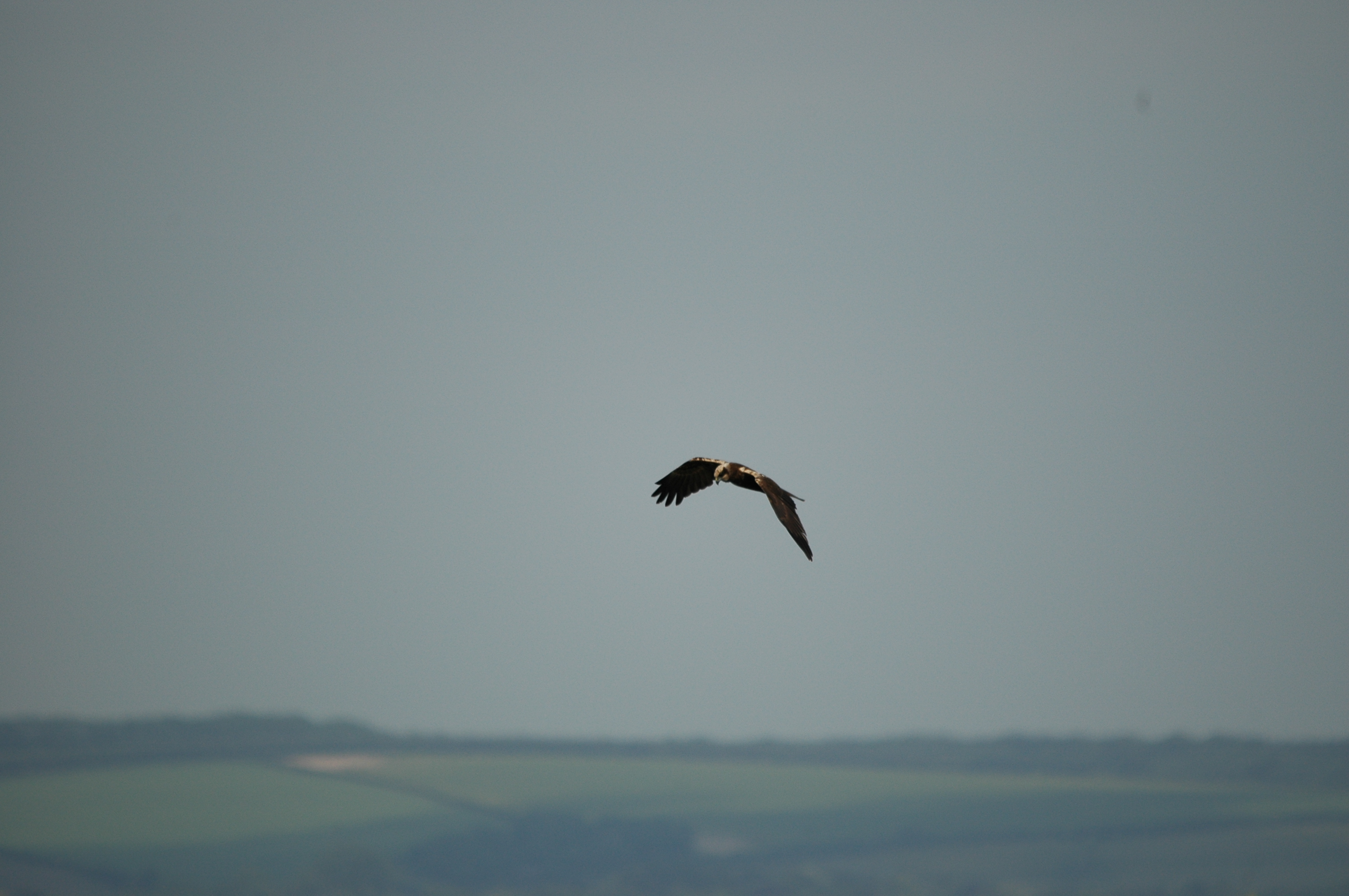 photos/wildlife/Bird_Species/032-Hawks-Eagles-Harriers-Falcons/0688-Western_Marsh-Harrier/DSC_6058.JPG