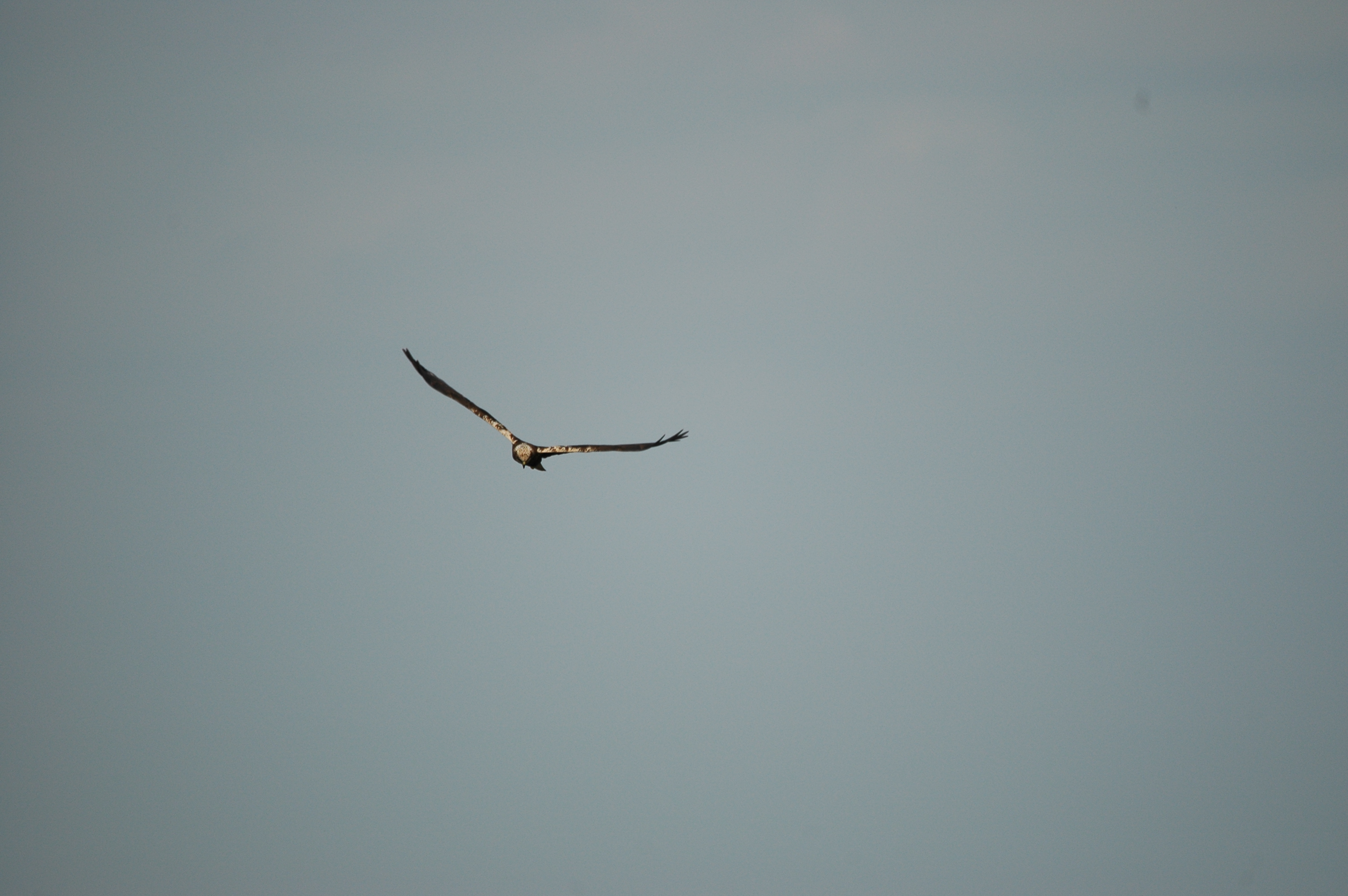 photos/wildlife/Bird_Species/032-Hawks-Eagles-Harriers-Falcons/0688-Western_Marsh-Harrier/DSC_6059.JPG