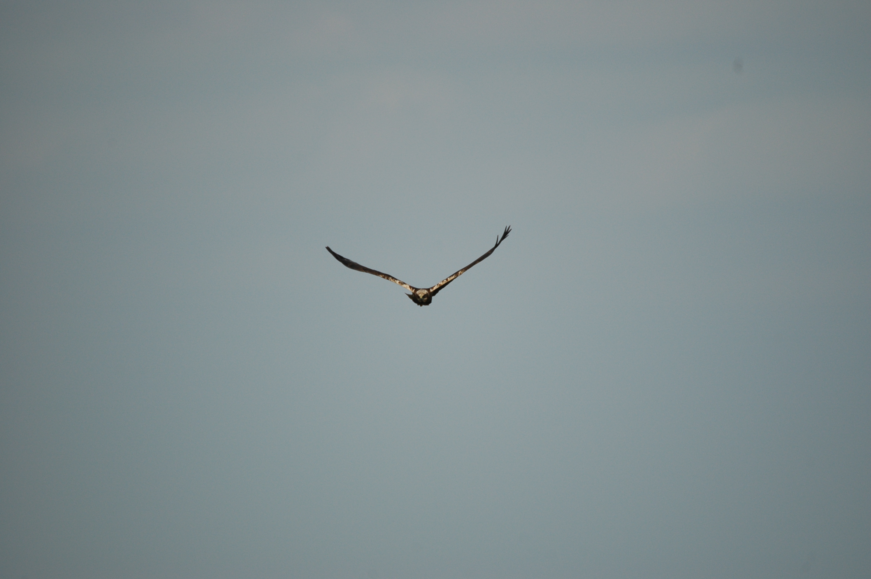 photos/wildlife/Bird_Species/032-Hawks-Eagles-Harriers-Falcons/0688-Western_Marsh-Harrier/DSC_6060.JPG
