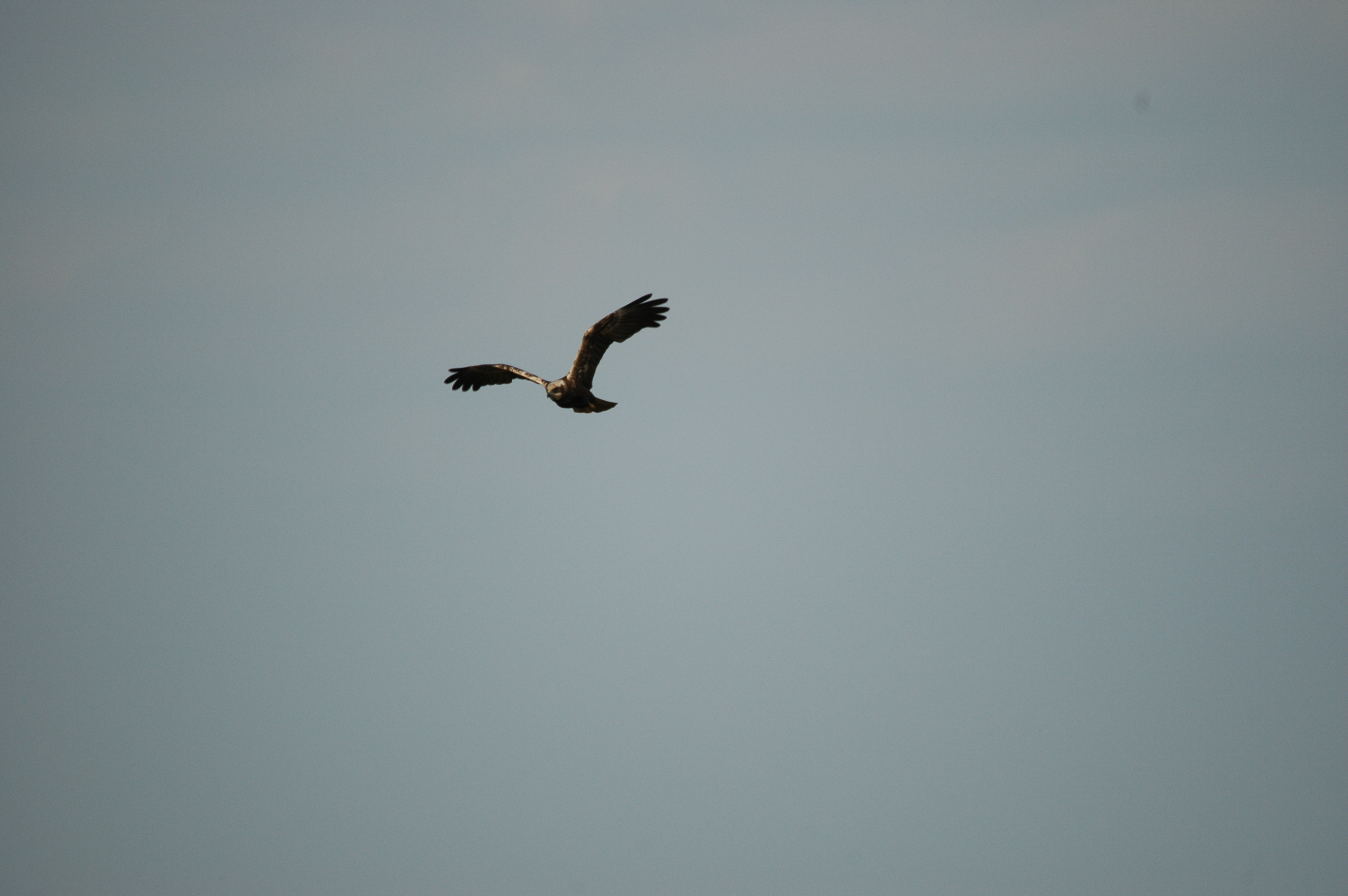 photos/wildlife/Bird_Species/032-Hawks-Eagles-Harriers-Falcons/0688-Western_Marsh-Harrier/DSC_6061.JPG