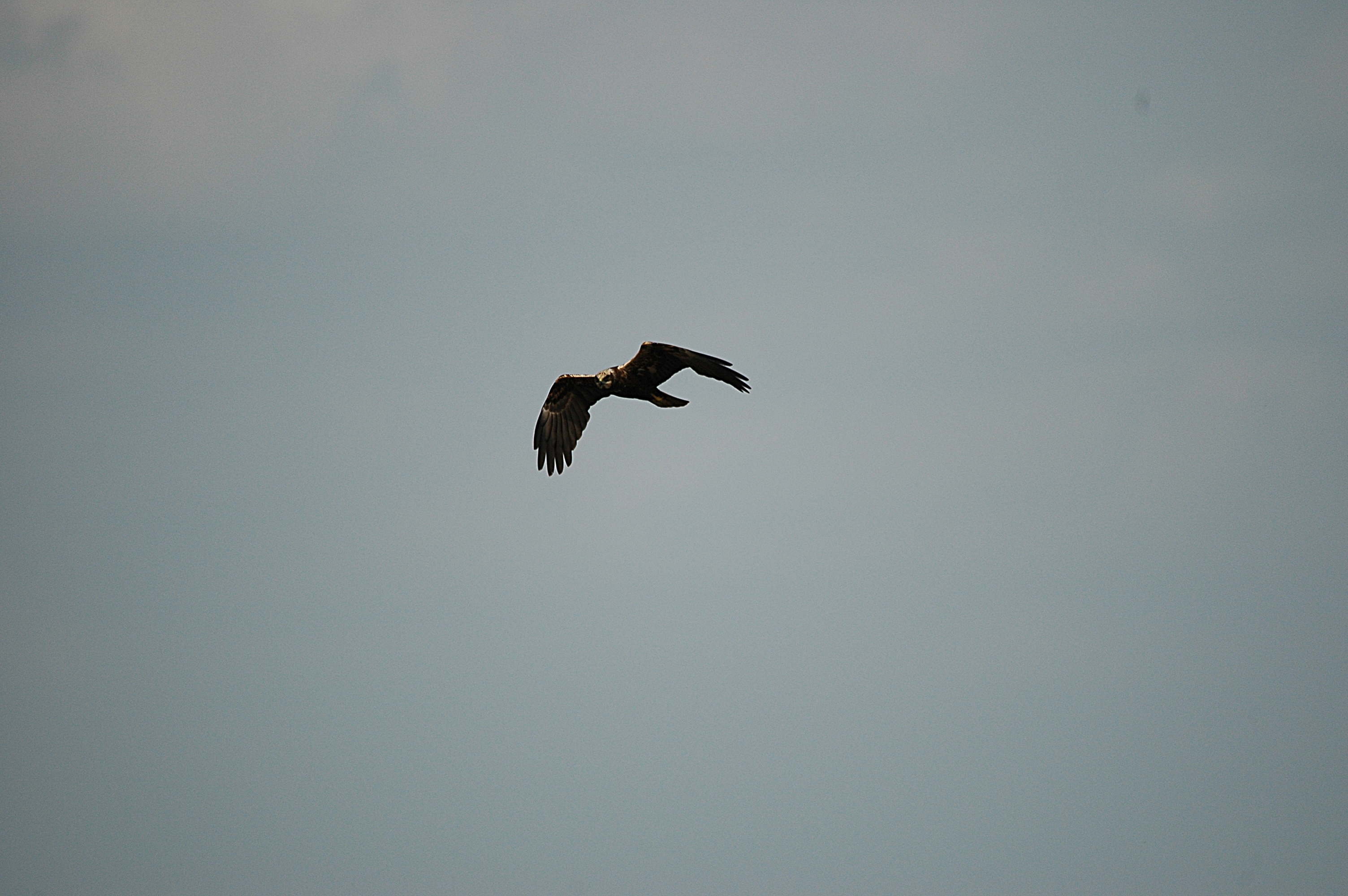 photos/wildlife/Bird_Species/032-Hawks-Eagles-Harriers-Falcons/0688-Western_Marsh-Harrier/DSC_6062.JPG