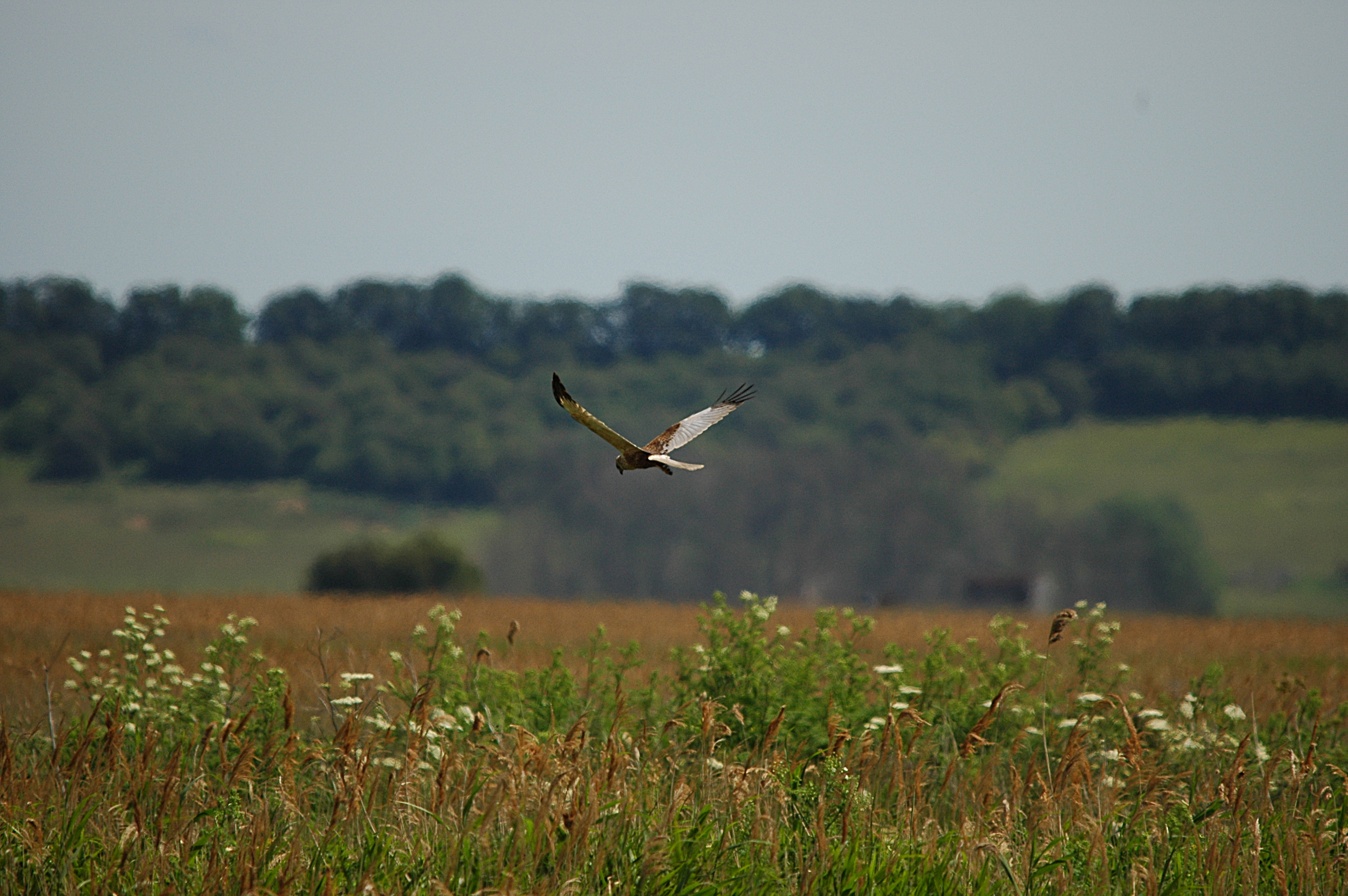photos/wildlife/Bird_Species/032-Hawks-Eagles-Harriers-Falcons/0688-Western_Marsh-Harrier/DSC_6107.JPG