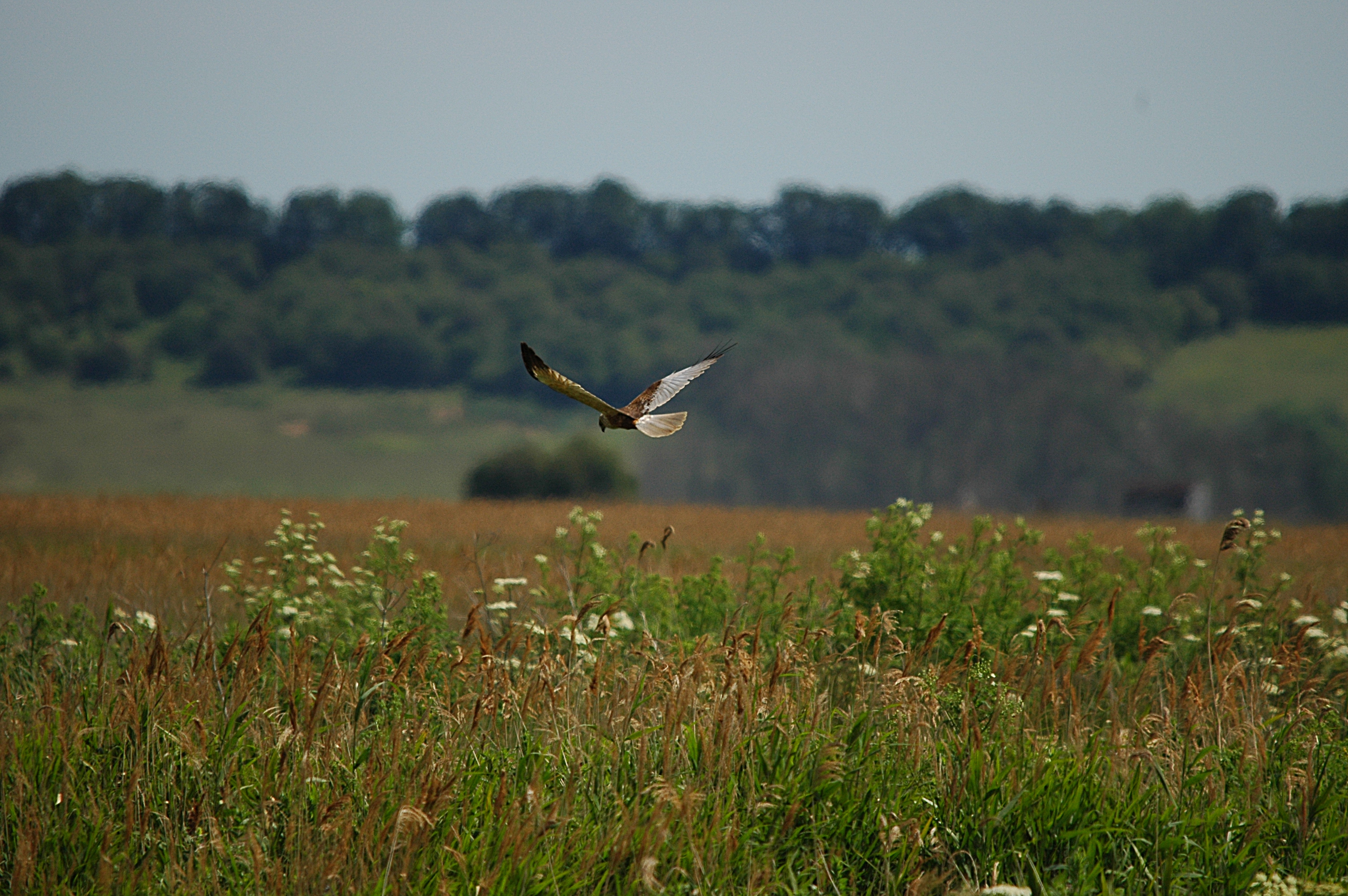 photos/wildlife/Bird_Species/032-Hawks-Eagles-Harriers-Falcons/0688-Western_Marsh-Harrier/DSC_6108.JPG