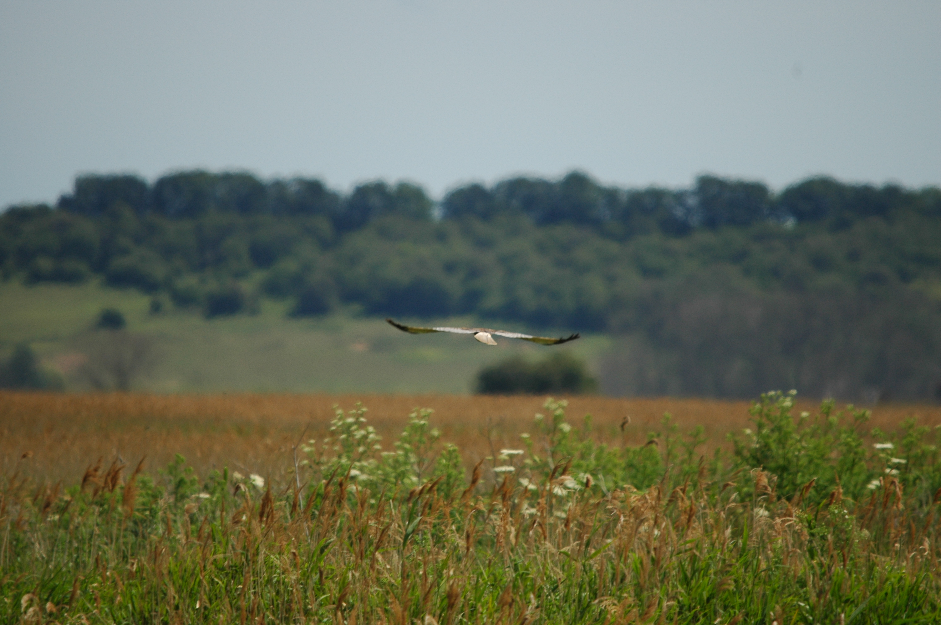 photos/wildlife/Bird_Species/032-Hawks-Eagles-Harriers-Falcons/0688-Western_Marsh-Harrier/DSC_6109.JPG