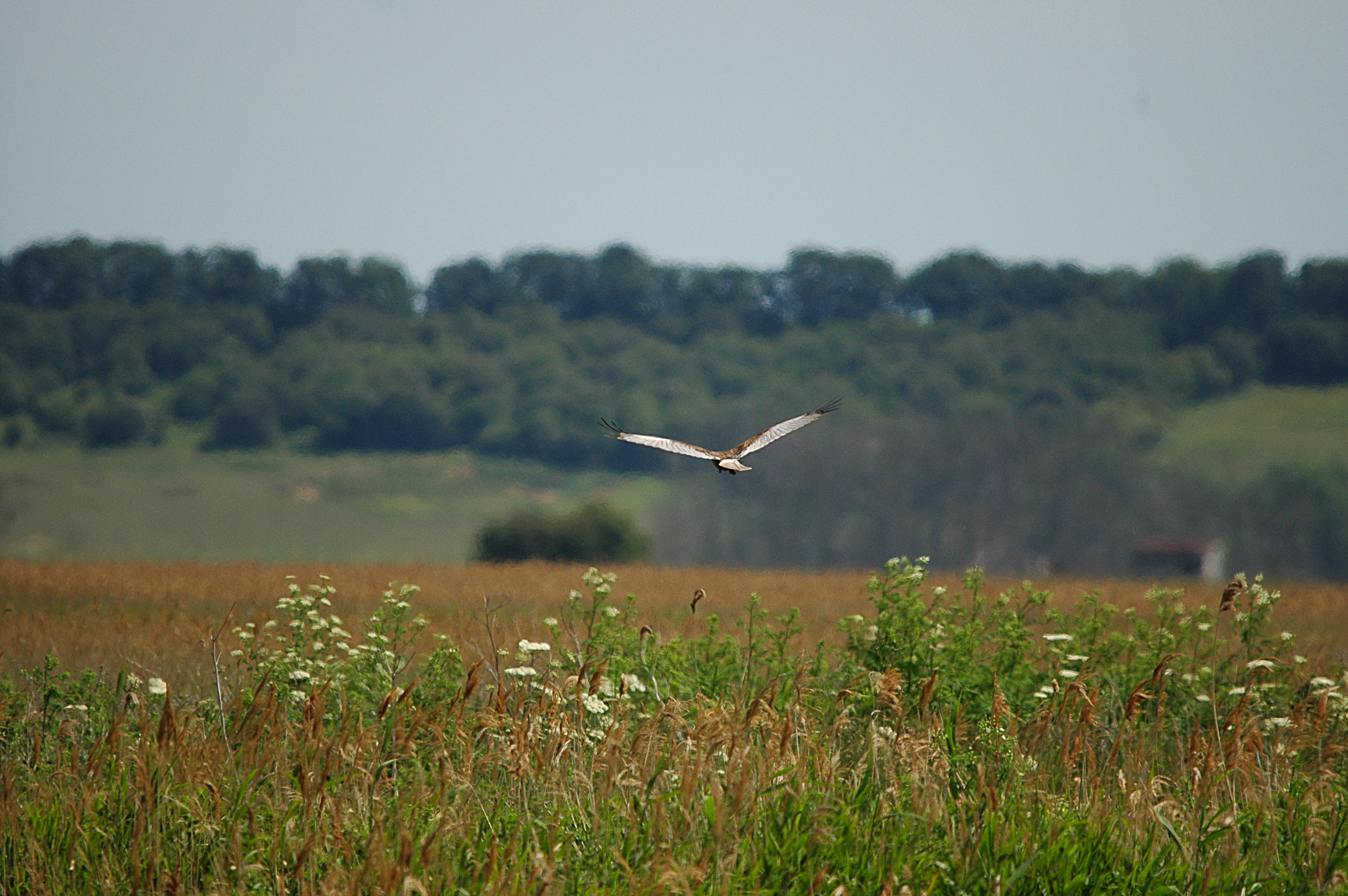 photos/wildlife/Bird_Species/032-Hawks-Eagles-Harriers-Falcons/0688-Western_Marsh-Harrier/DSC_6110.JPG