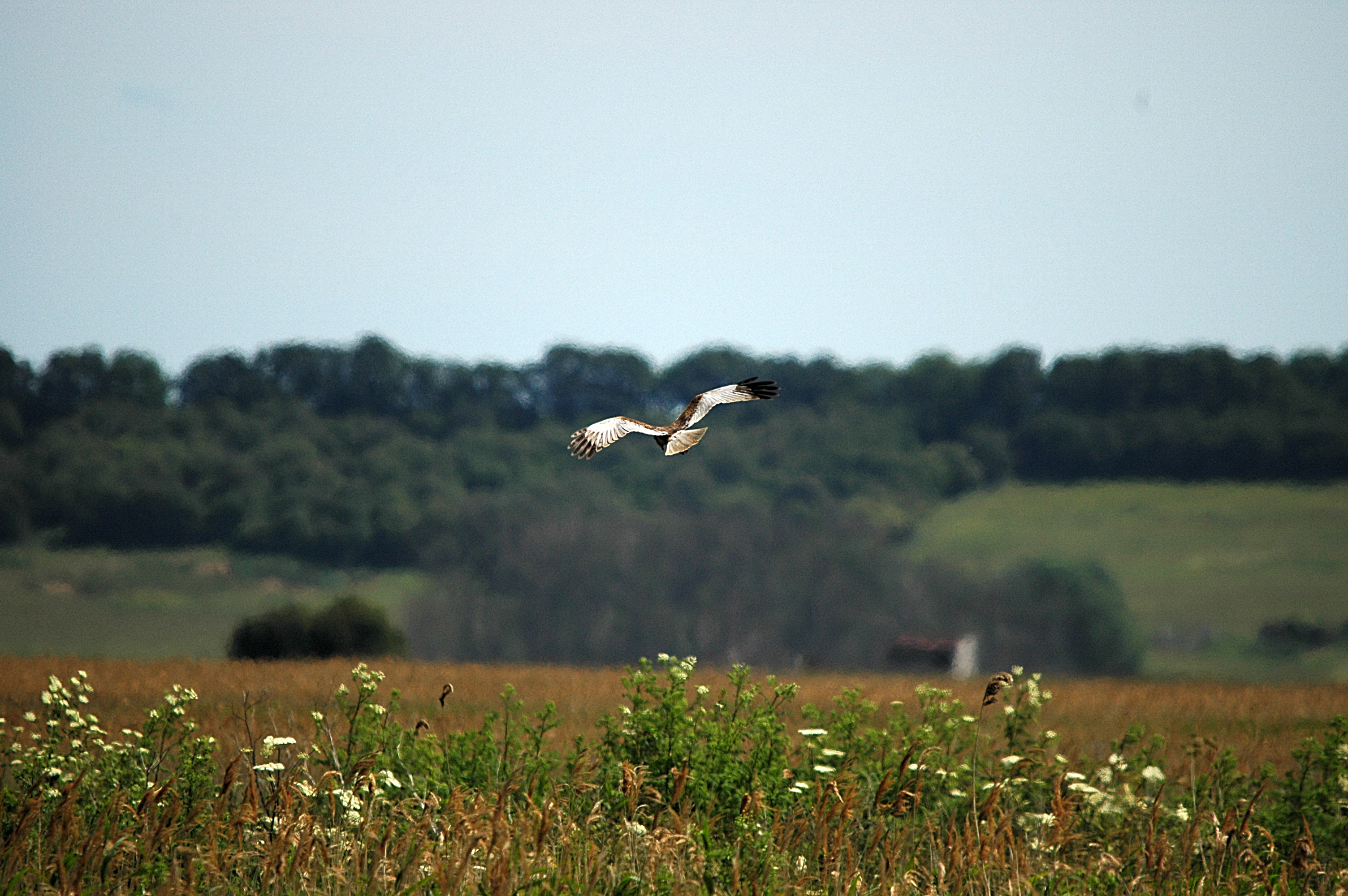 photos/wildlife/Bird_Species/032-Hawks-Eagles-Harriers-Falcons/0688-Western_Marsh-Harrier/DSC_6111.JPG
