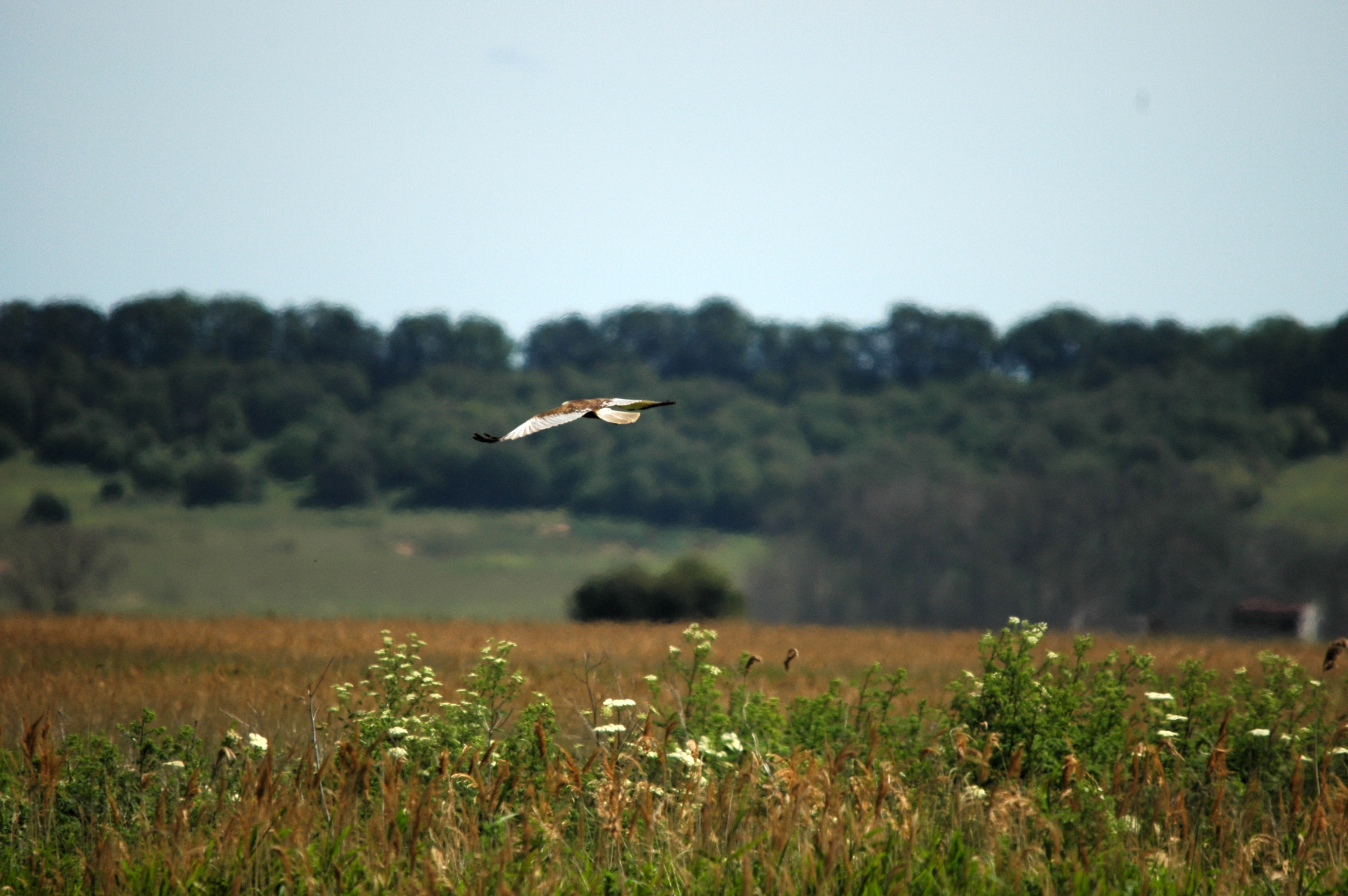 photos/wildlife/Bird_Species/032-Hawks-Eagles-Harriers-Falcons/0688-Western_Marsh-Harrier/DSC_6112.JPG