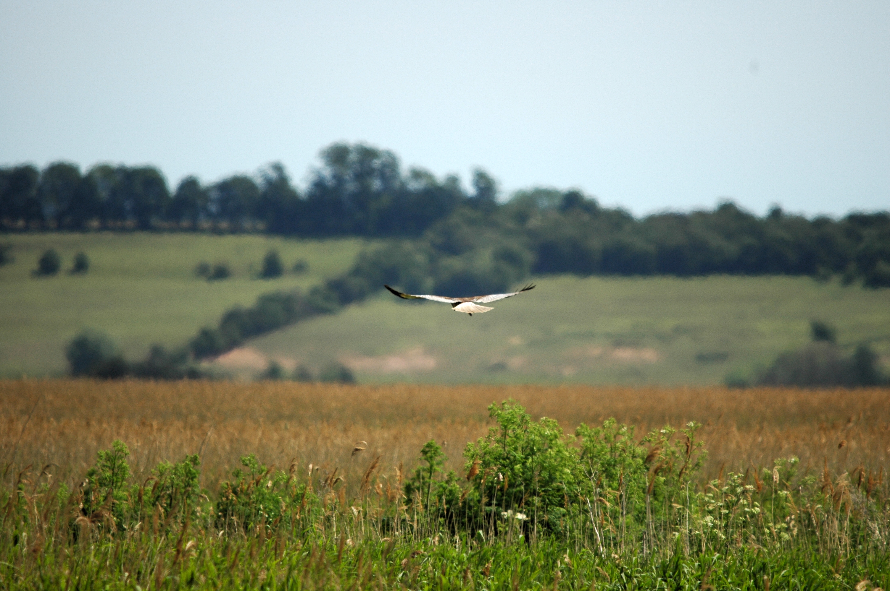 photos/wildlife/Bird_Species/032-Hawks-Eagles-Harriers-Falcons/0688-Western_Marsh-Harrier/DSC_6114.JPG