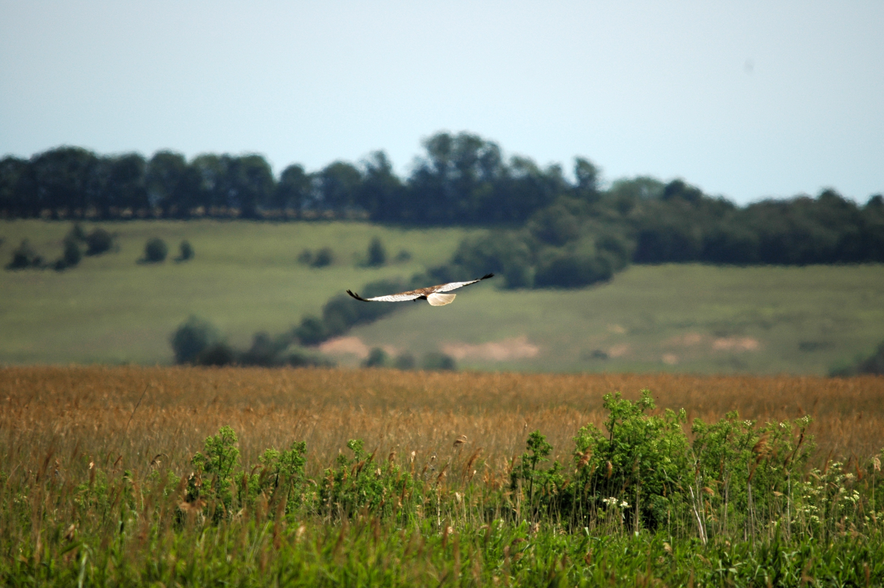 photos/wildlife/Bird_Species/032-Hawks-Eagles-Harriers-Falcons/0688-Western_Marsh-Harrier/DSC_6115.JPG