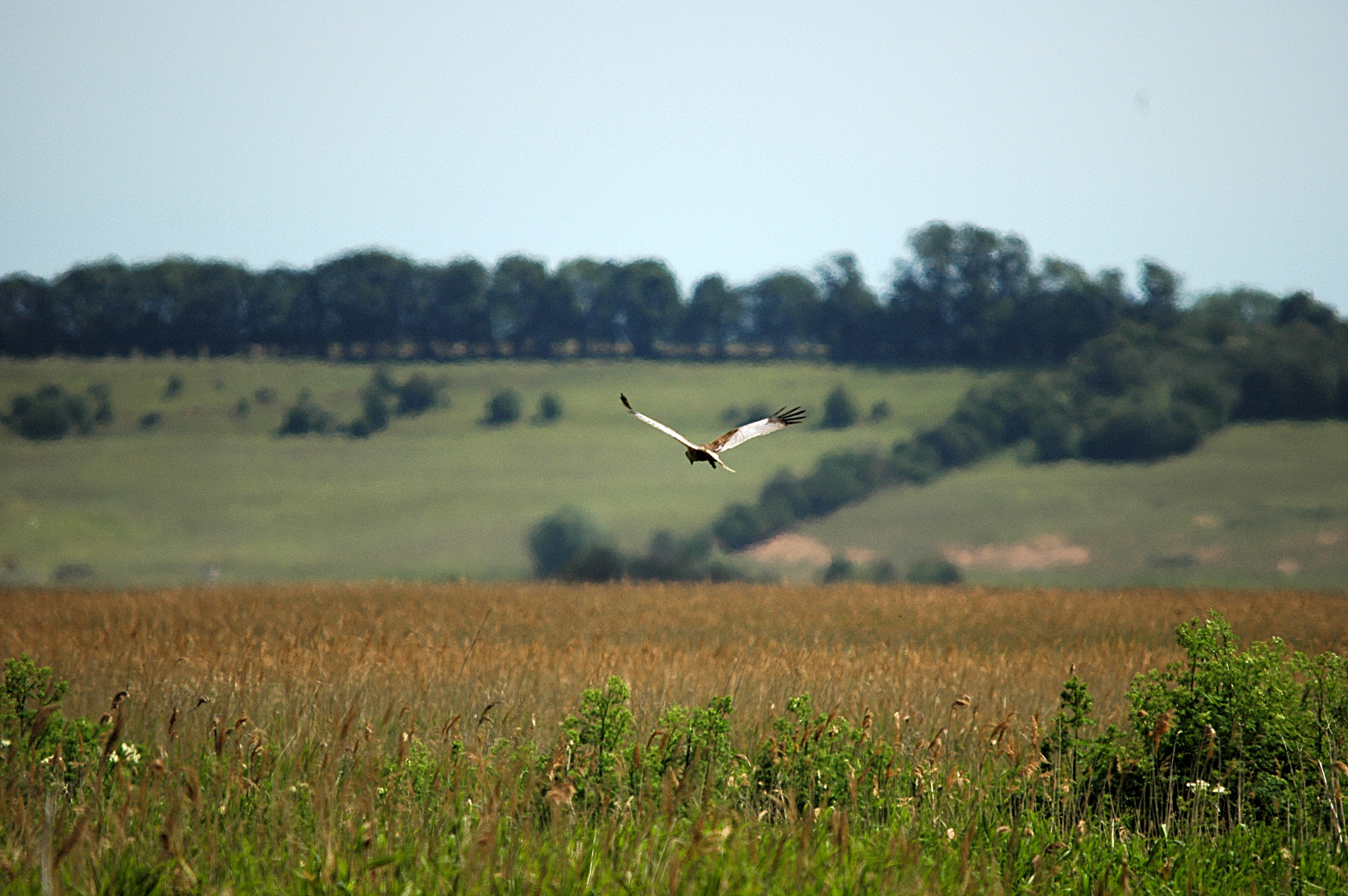 photos/wildlife/Bird_Species/032-Hawks-Eagles-Harriers-Falcons/0688-Western_Marsh-Harrier/DSC_6116.JPG