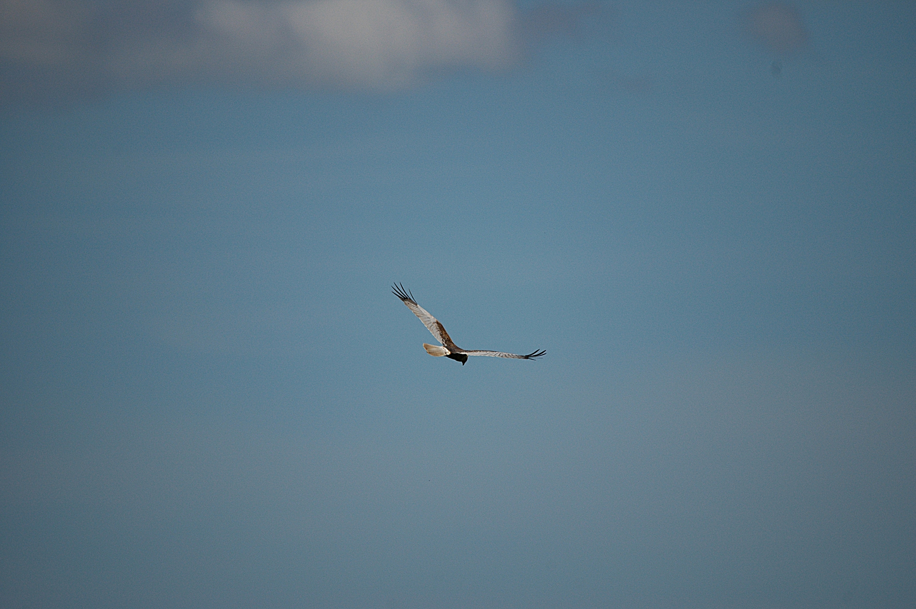 photos/wildlife/Bird_Species/032-Hawks-Eagles-Harriers-Falcons/0688-Western_Marsh-Harrier/DSC_6129.JPG