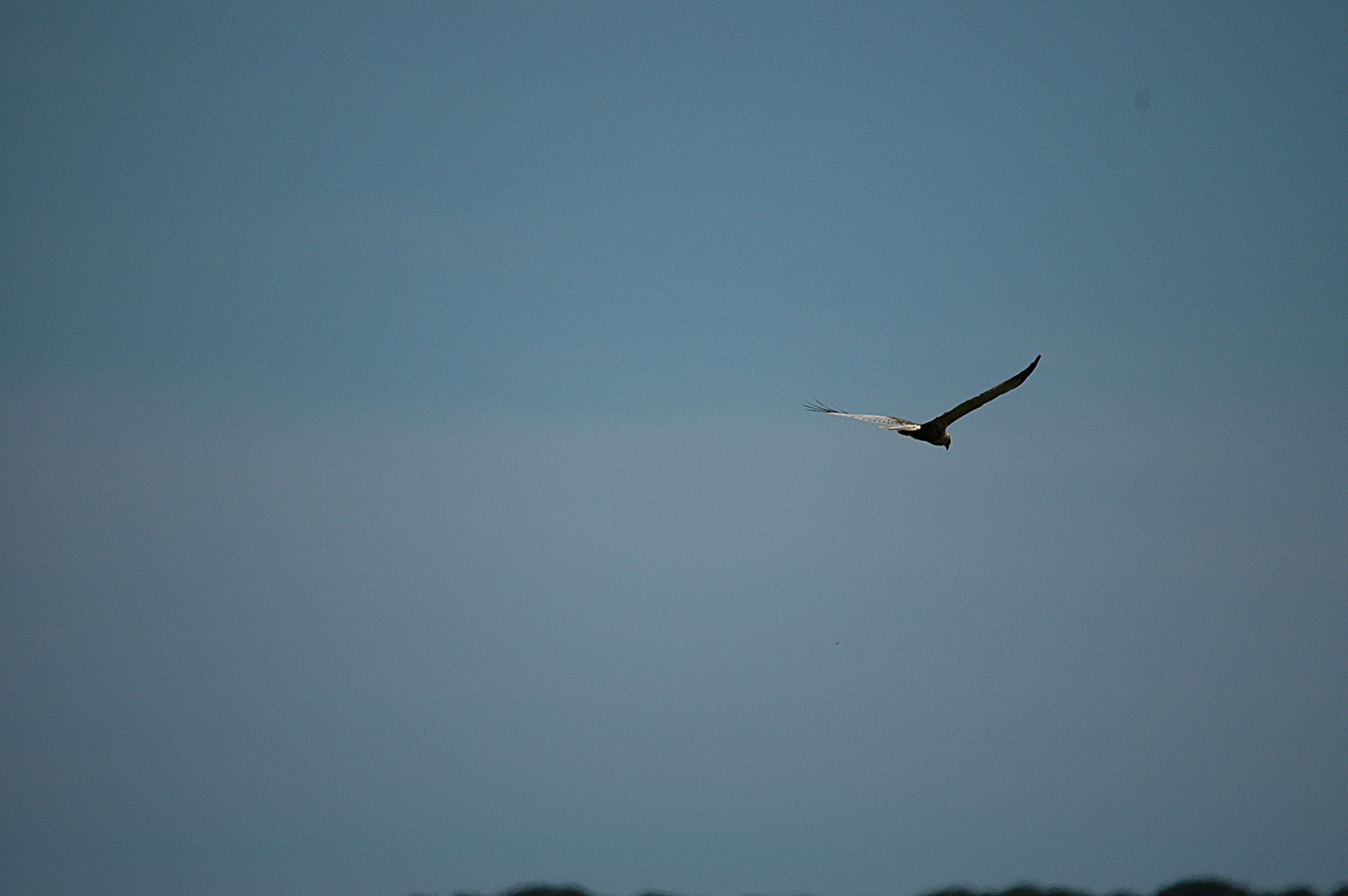 photos/wildlife/Bird_Species/032-Hawks-Eagles-Harriers-Falcons/0688-Western_Marsh-Harrier/DSC_6130.JPG