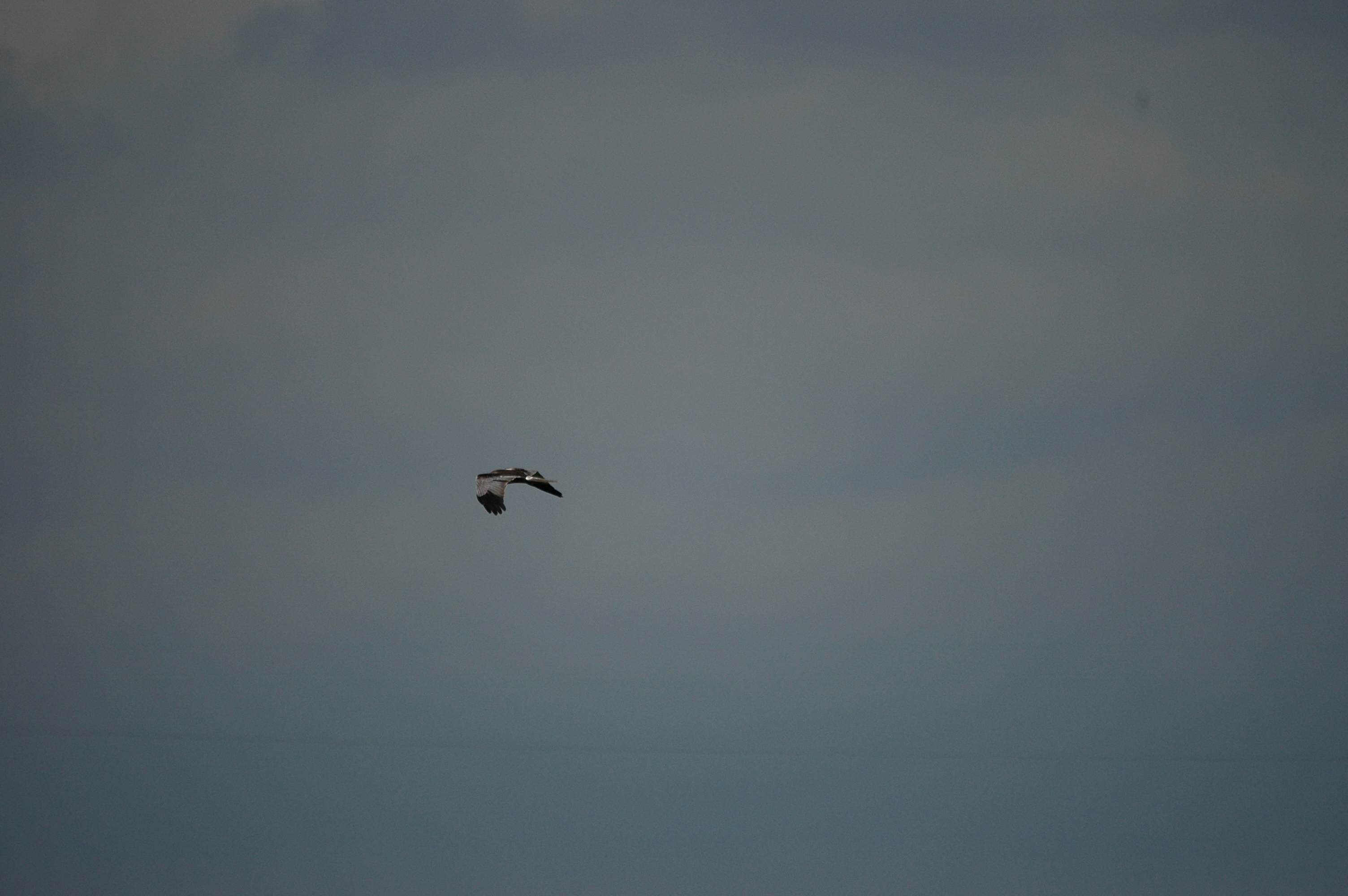 photos/wildlife/Bird_Species/032-Hawks-Eagles-Harriers-Falcons/0688-Western_Marsh-Harrier/DSC_6590.JPG
