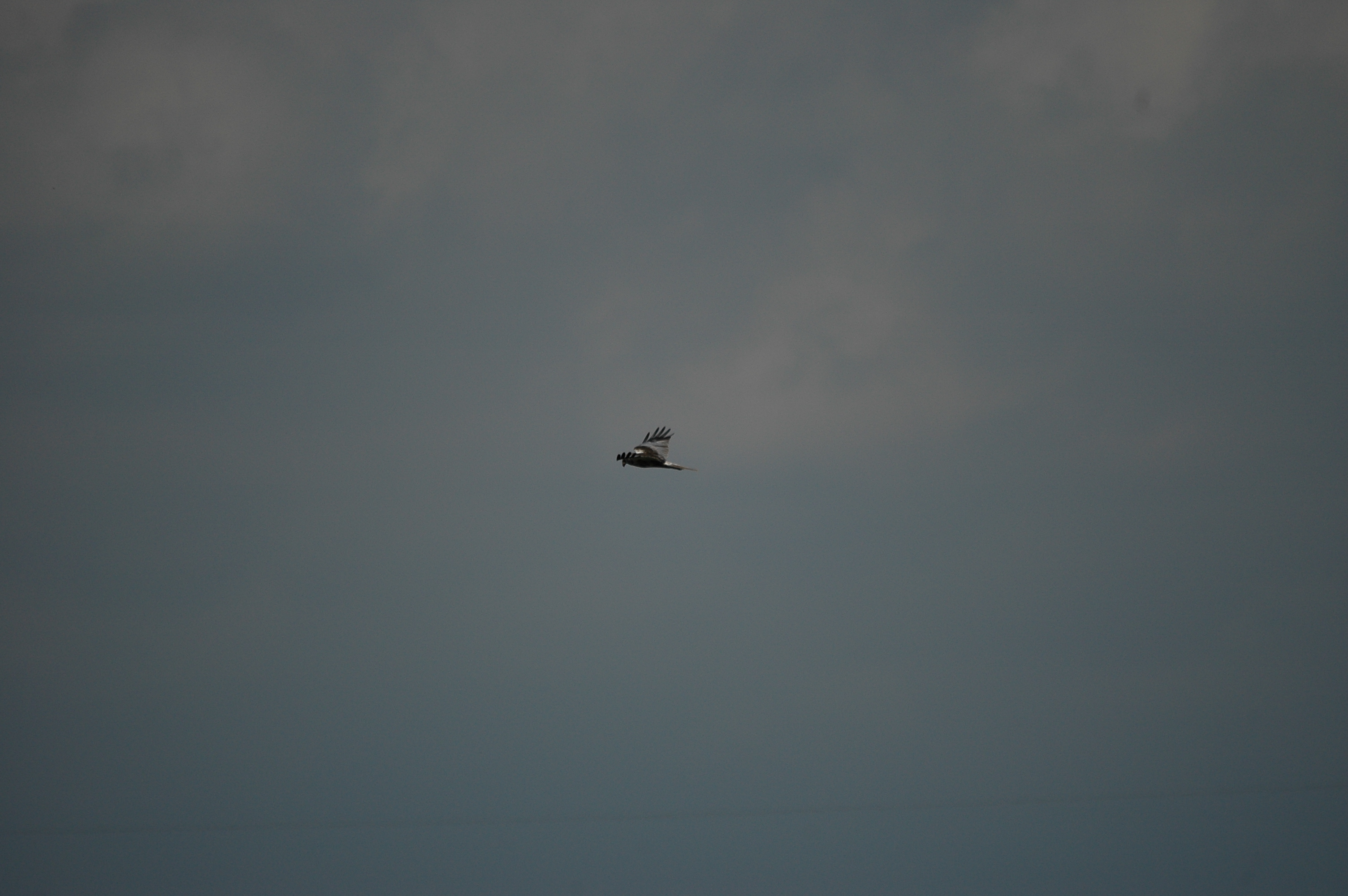 photos/wildlife/Bird_Species/032-Hawks-Eagles-Harriers-Falcons/0688-Western_Marsh-Harrier/DSC_6592.JPG