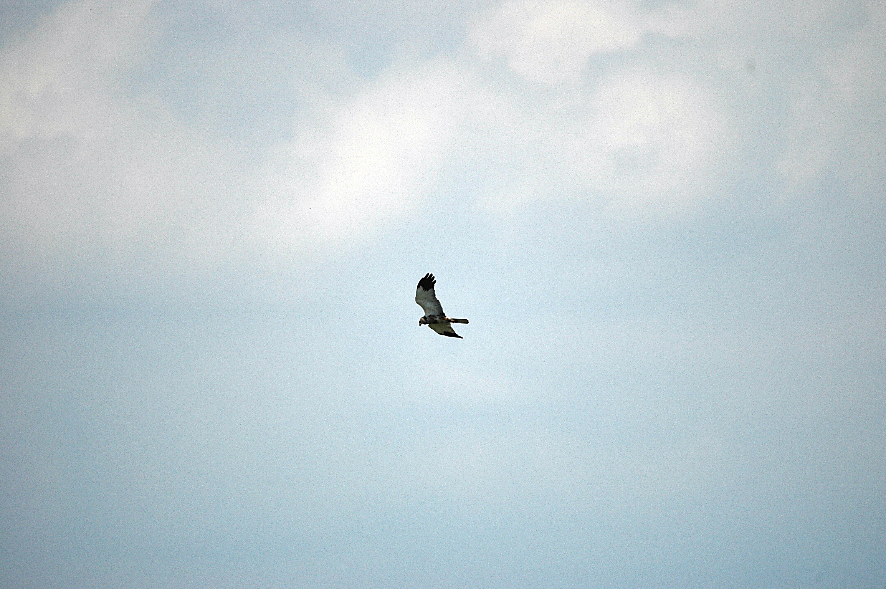 photos/wildlife/Bird_Species/032-Hawks-Eagles-Harriers-Falcons/0688-Western_Marsh-Harrier/DSC_6593.JPG