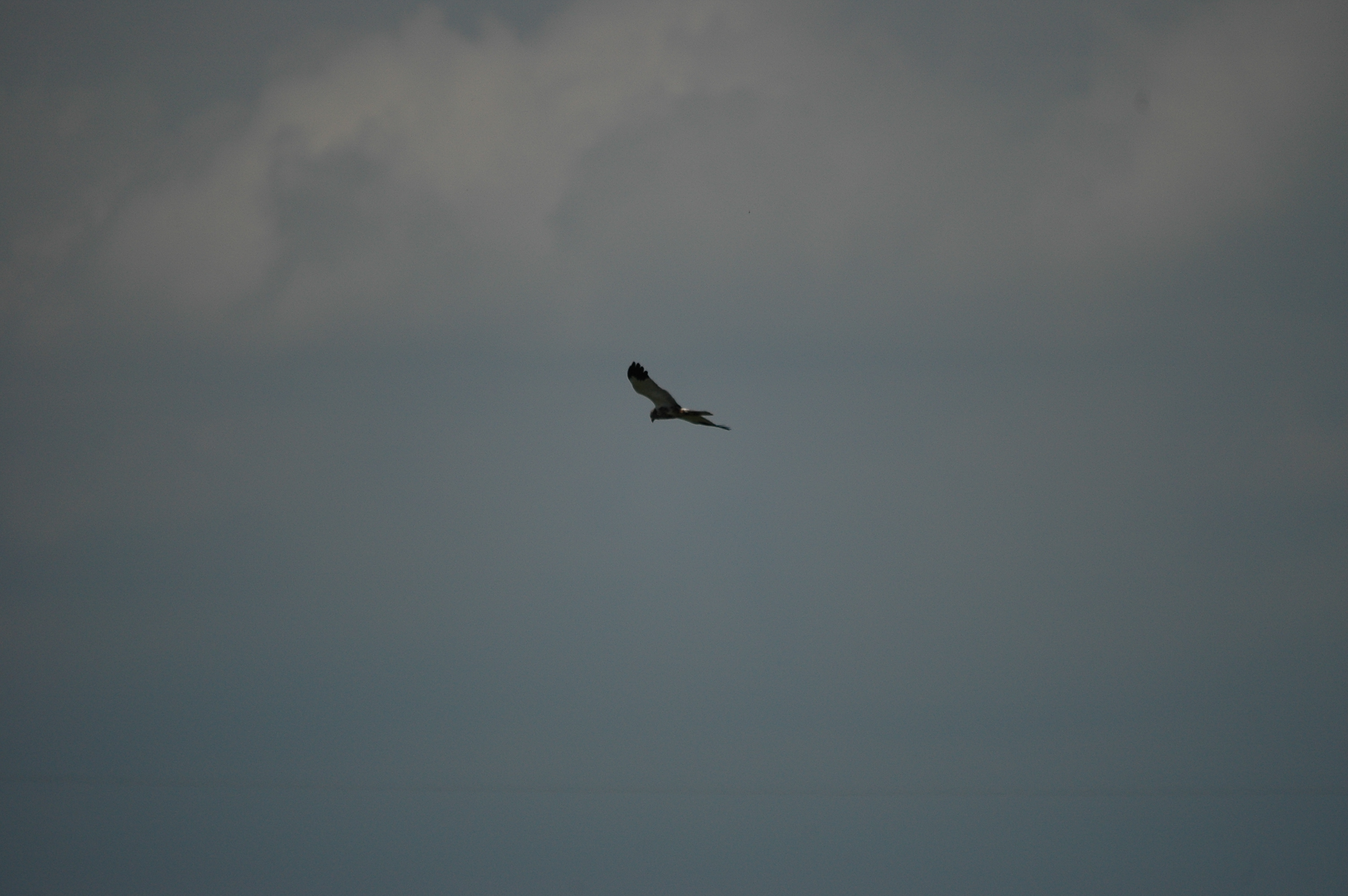 photos/wildlife/Bird_Species/032-Hawks-Eagles-Harriers-Falcons/0688-Western_Marsh-Harrier/DSC_6594.JPG